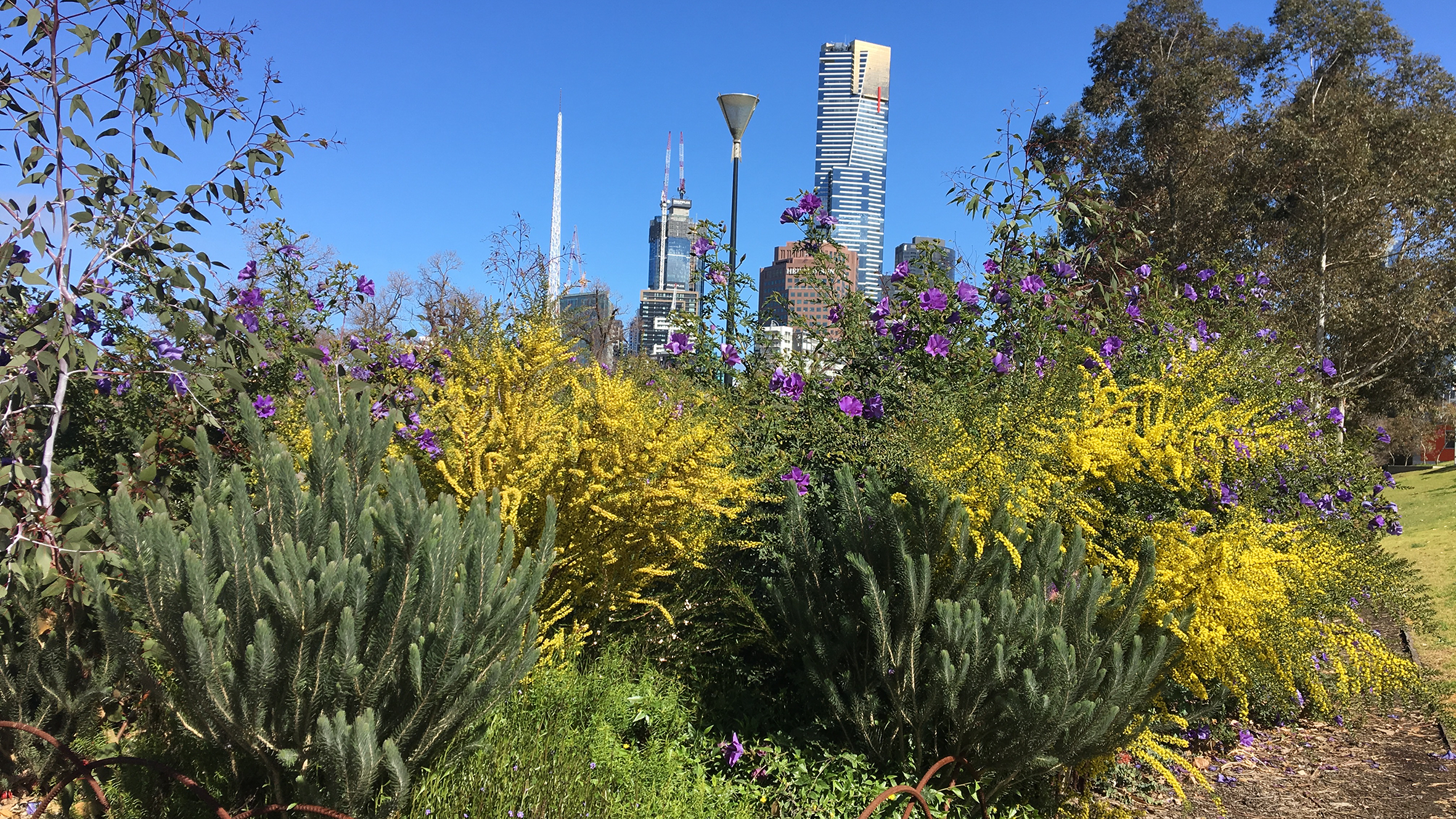 A photo of dense, flowering planting.