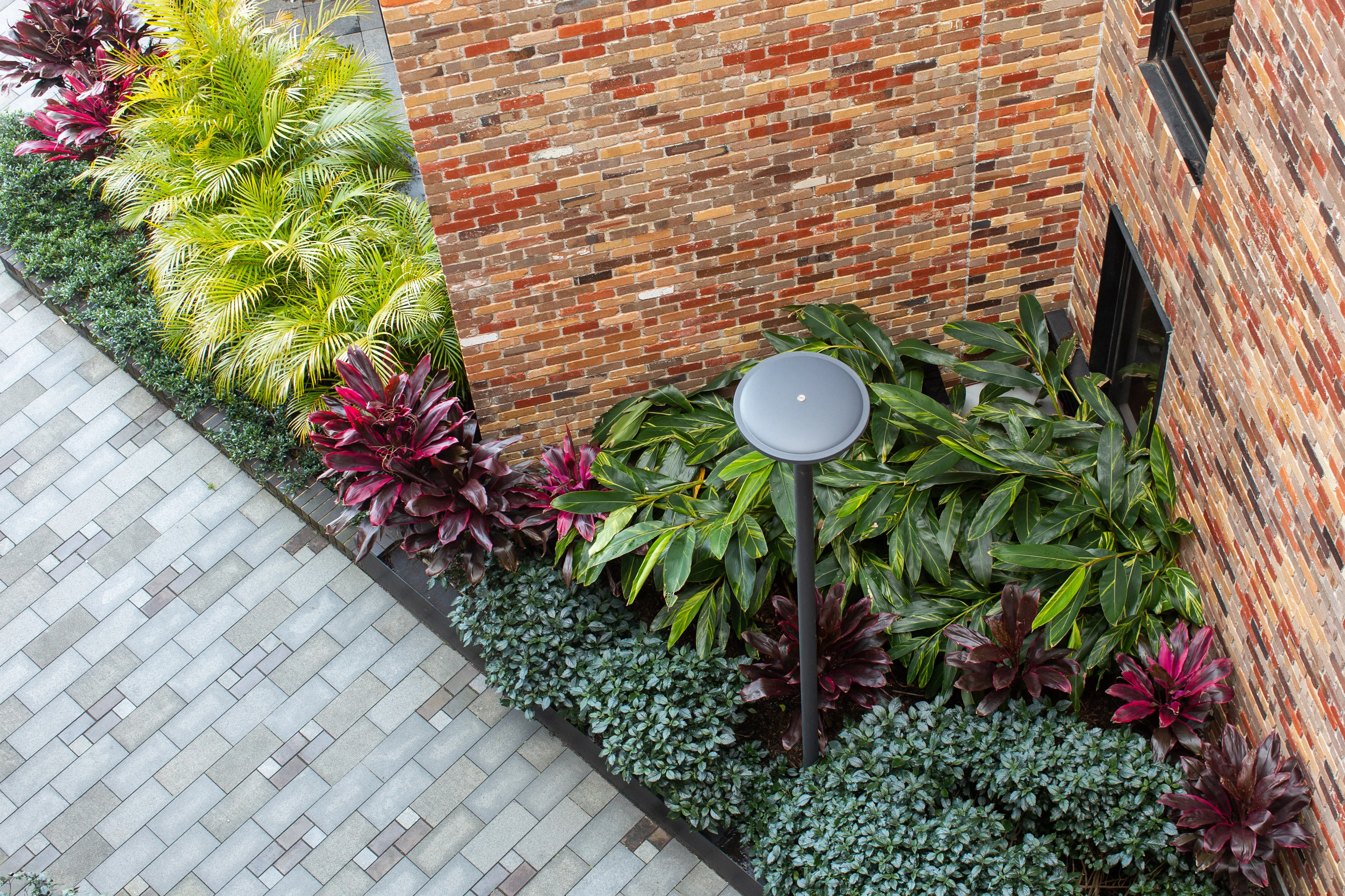 A photograph of brightly coloured foliage plants in a shady space at the base of an apartment building.
