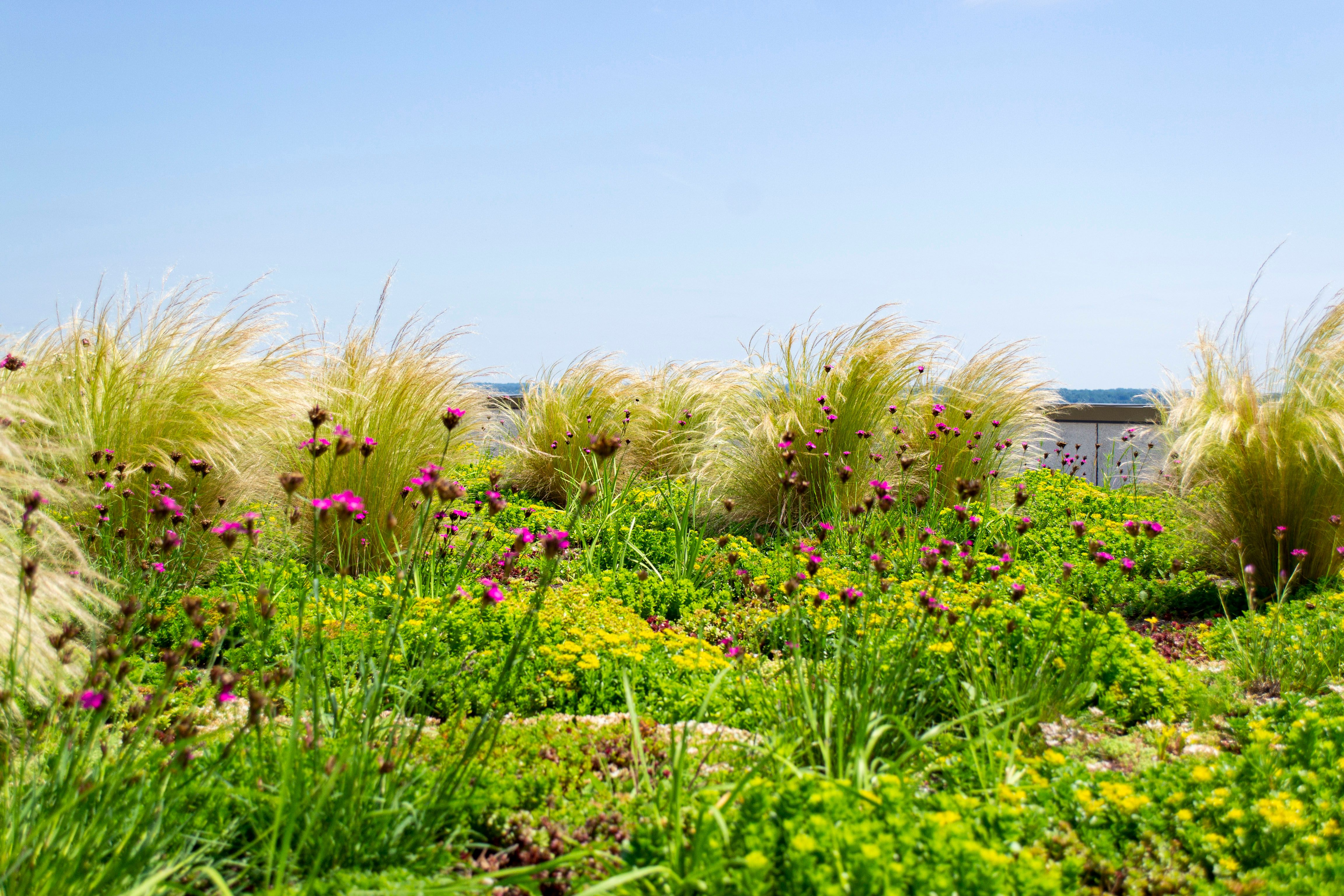 A photograph of a sunny roof garden with purple flowers and tall grasses. The sky is pale blue, and a building is visible in the background.