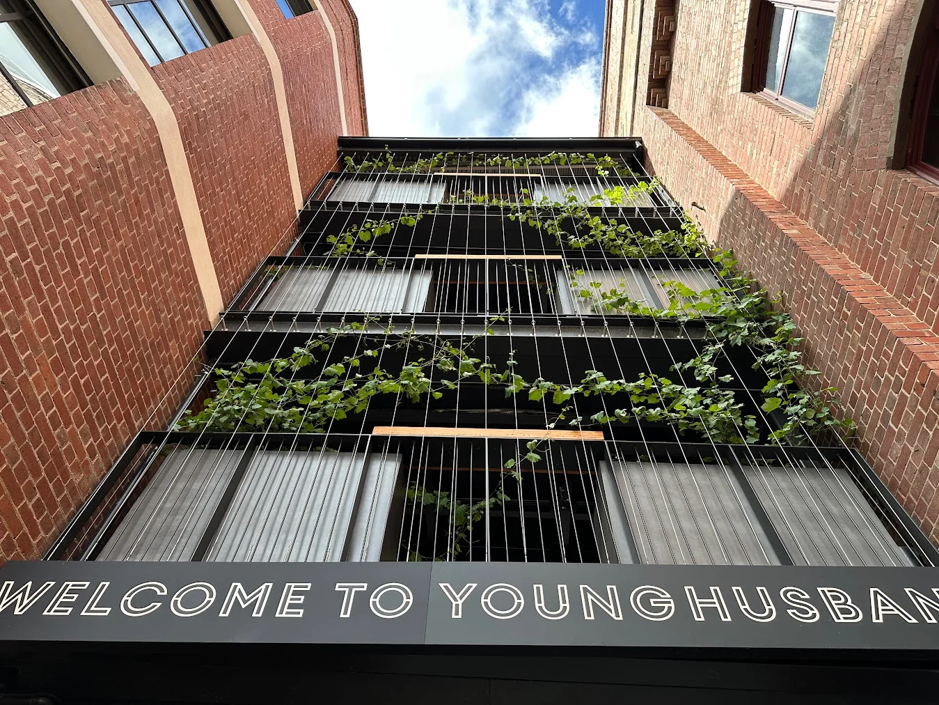 A photo looking up at green vines growing on a new three level walkway connecting two old red brick buildings.