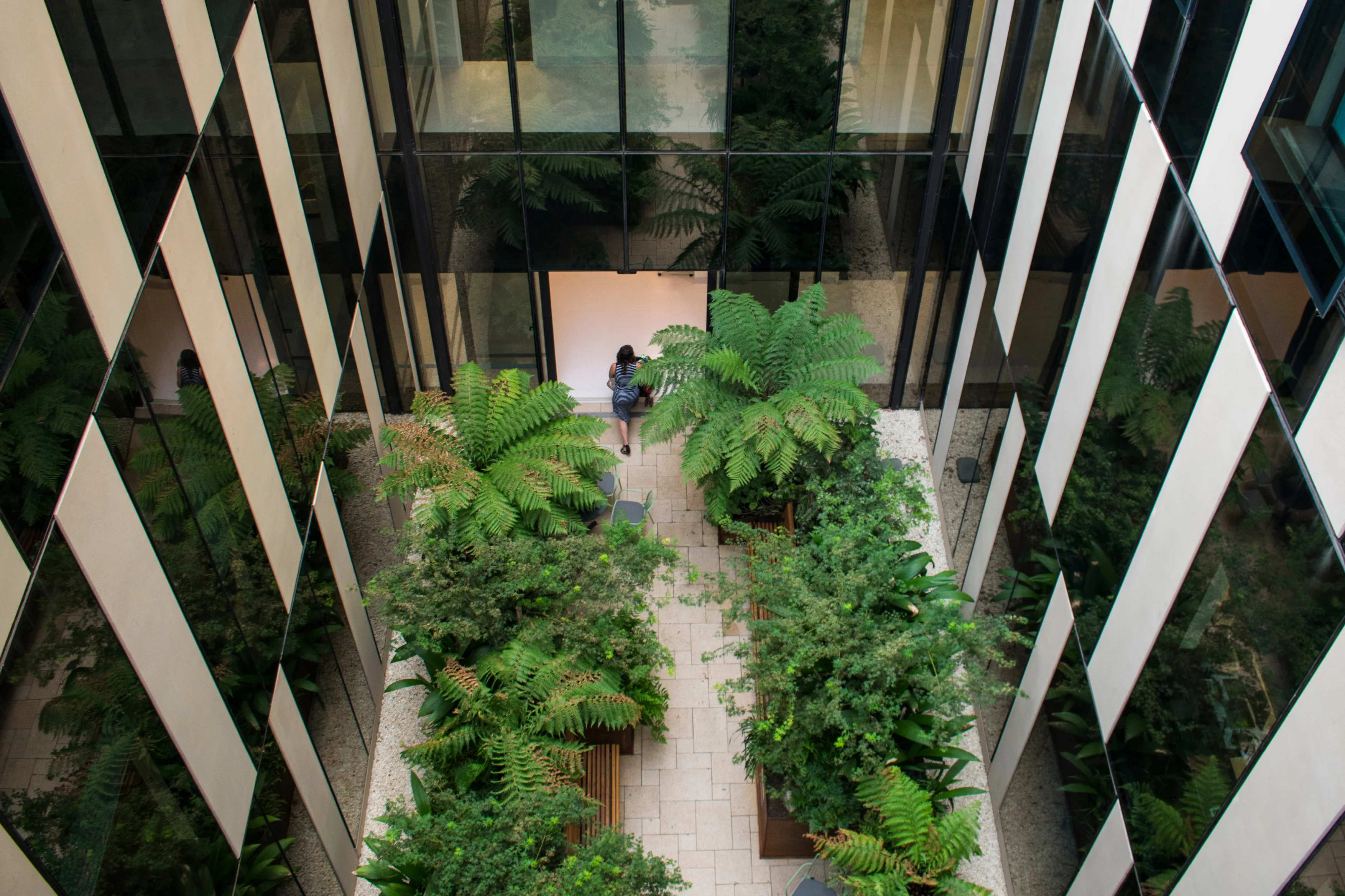 A photograph of a person entering a large building through a courtyard filled with tree ferns and other plants.
