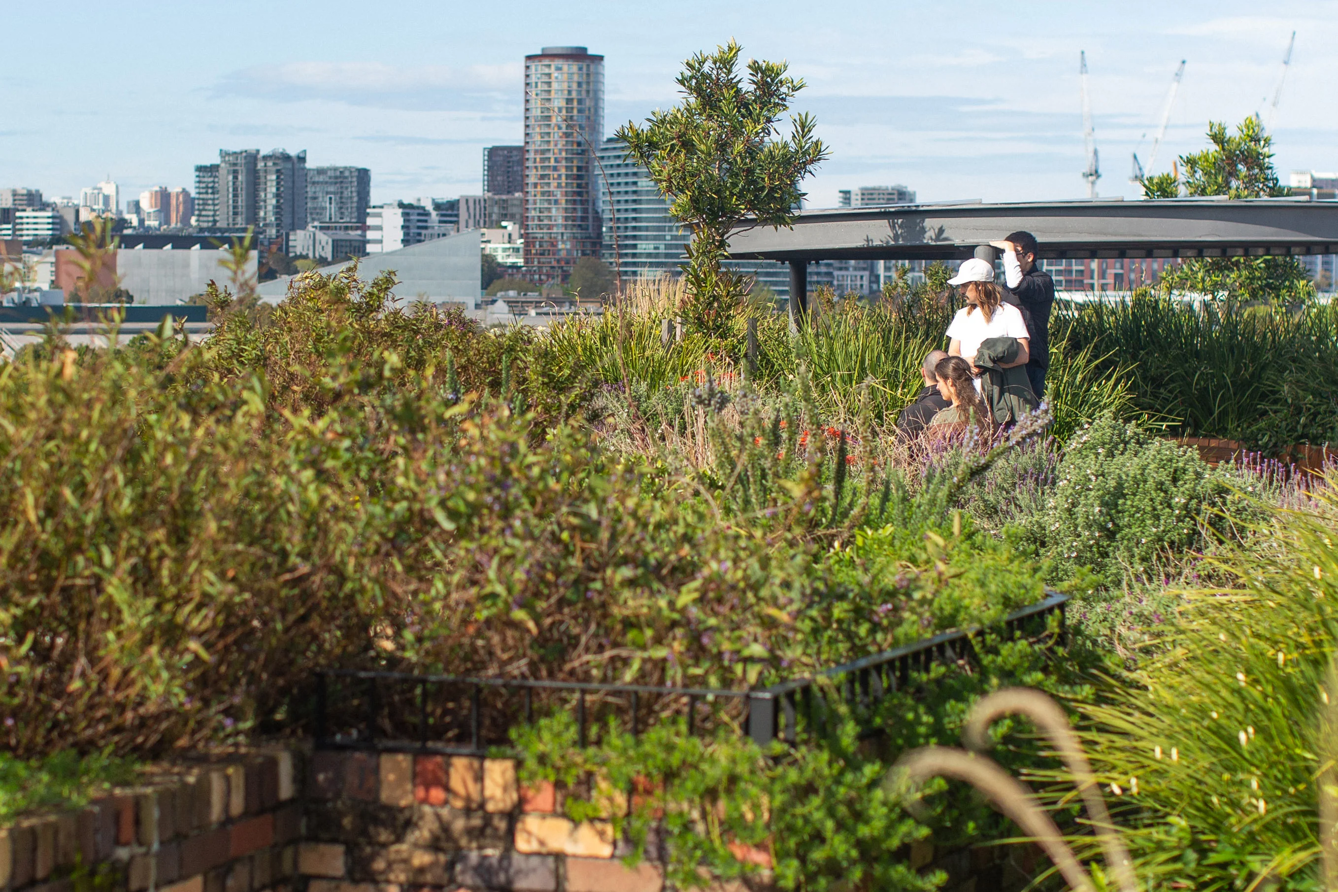 A photograph of people, almost hidden, in a green rooftop garden. City buildings are visible in the background.