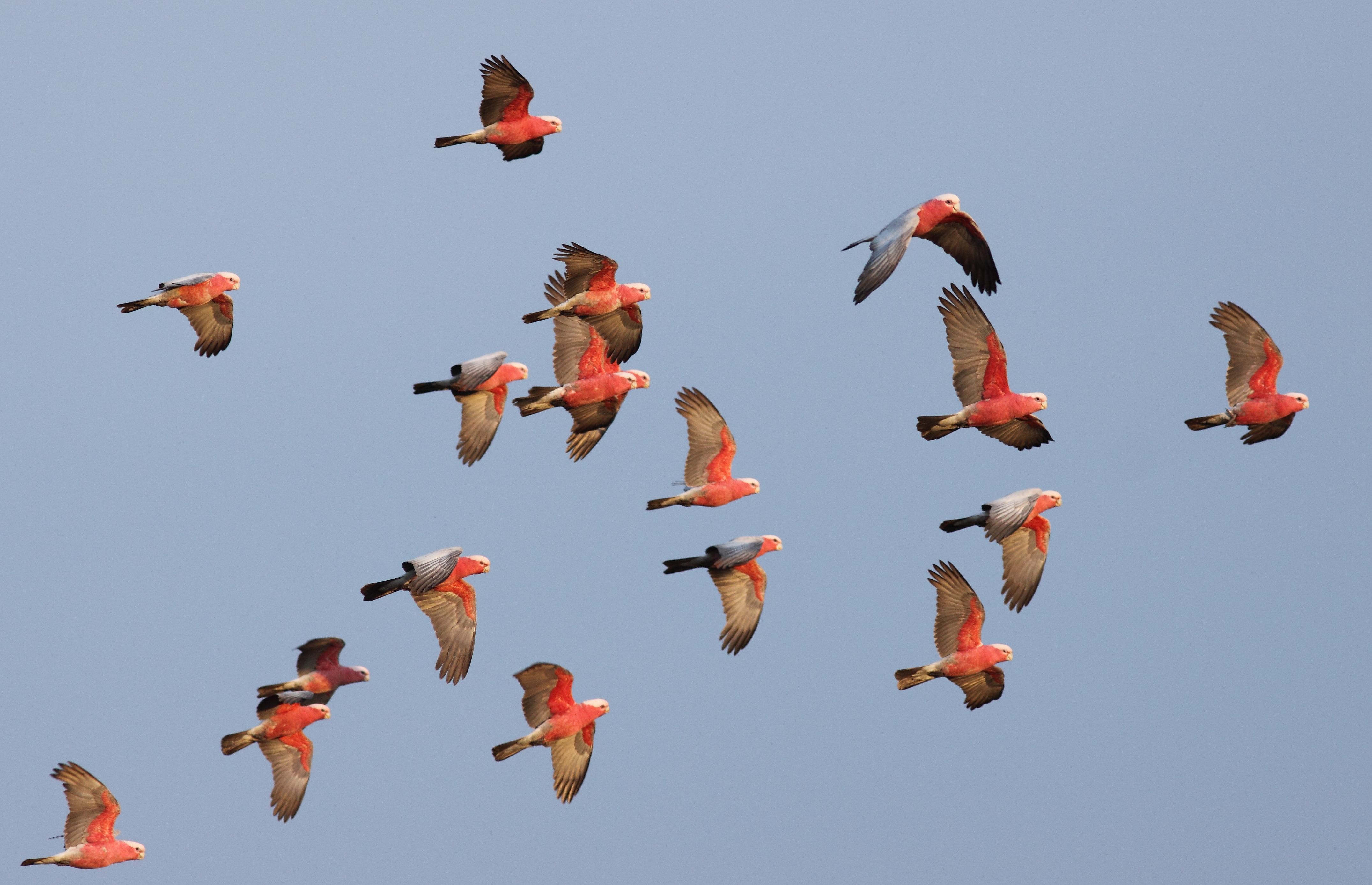 A photograph of flock of eighteen galahs, pink and grey Australian birds, flying across a clear, dusty blue sky. They are lit with warm, low, sunlight.  