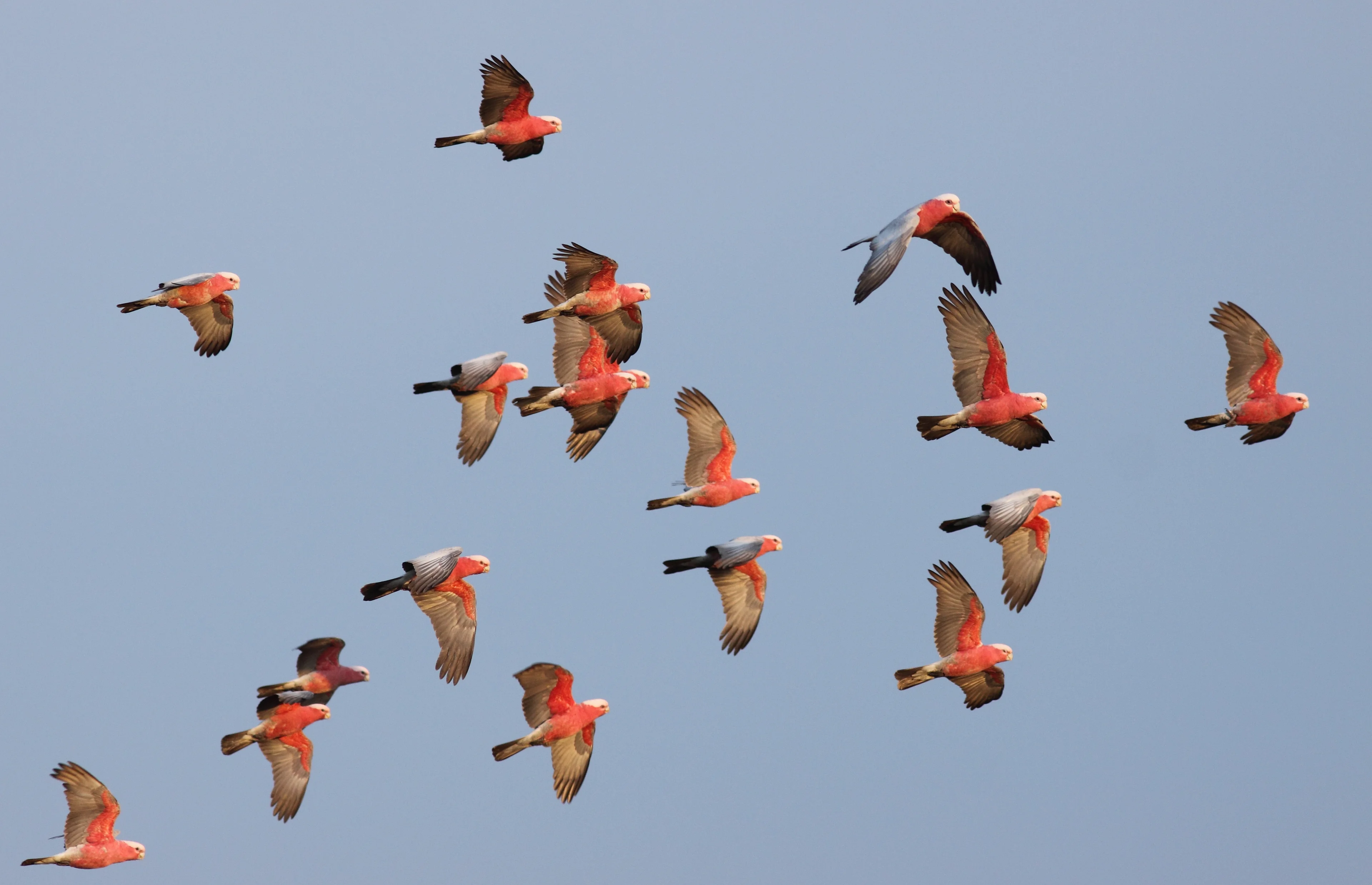 A photograph of flock of eighteen galahs, pink and grey Australian birds, flying across a clear, dusty blue sky. They are lit with warm, low, sunlight.
