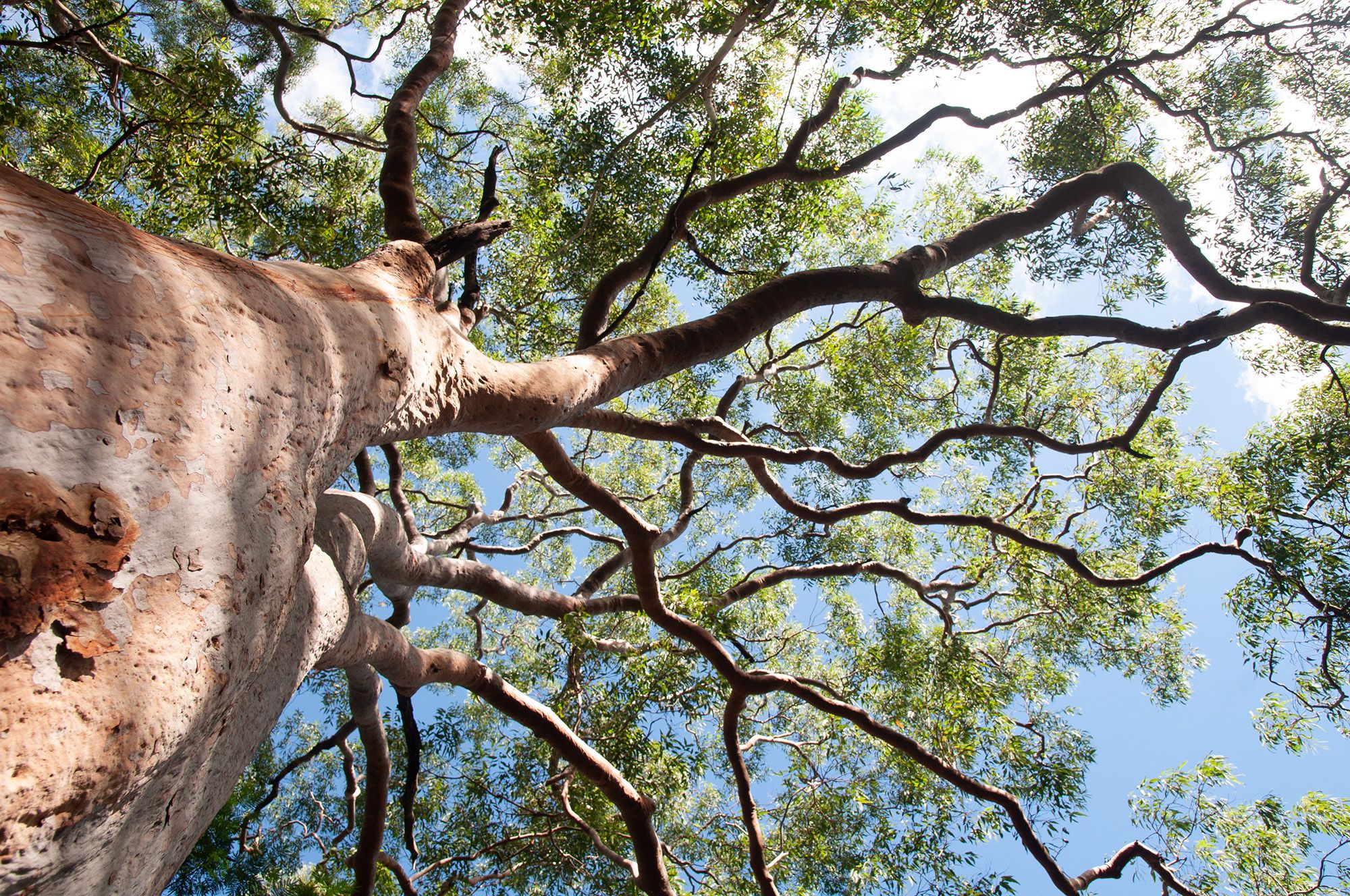 A photograph looking up the trunk of a tree to a sparse canopy above. The tree park is smooth with a red tinge, and the branches are wiggle-y. Blue sky and clouds are overhead. 