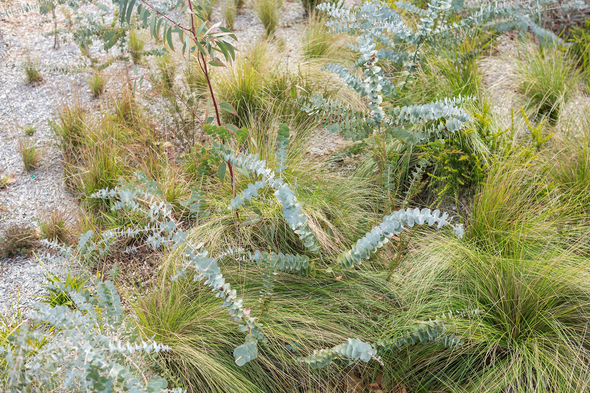 A colour photograph of Australian native planting design. Grey-green branches of round eucaluptus leaves emerge from bright green tufts of grass. 