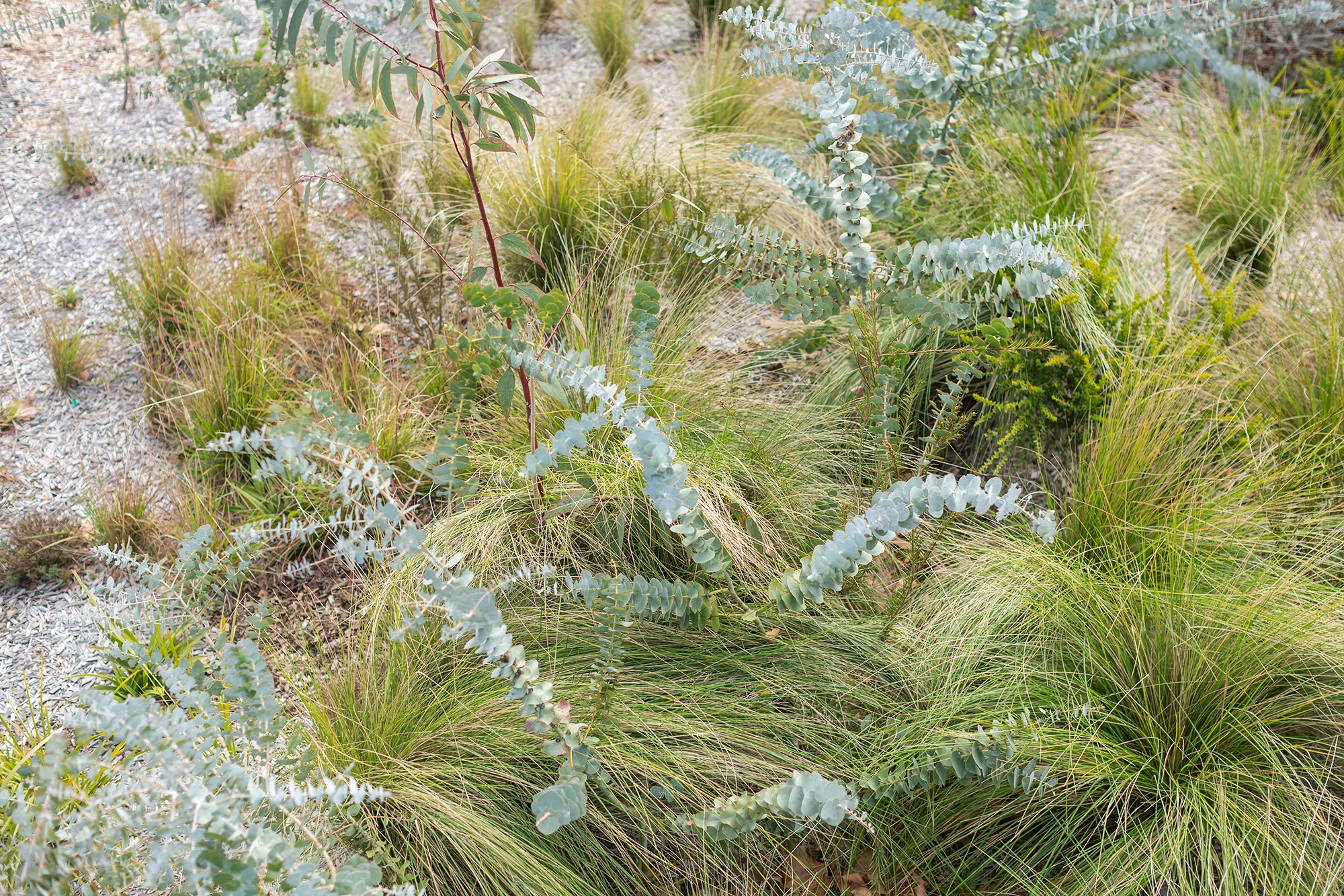 A colour photograph of Australian native planting design. Grey-green branches of round eucaluptus leaves emerge from bright green tufts of grass.