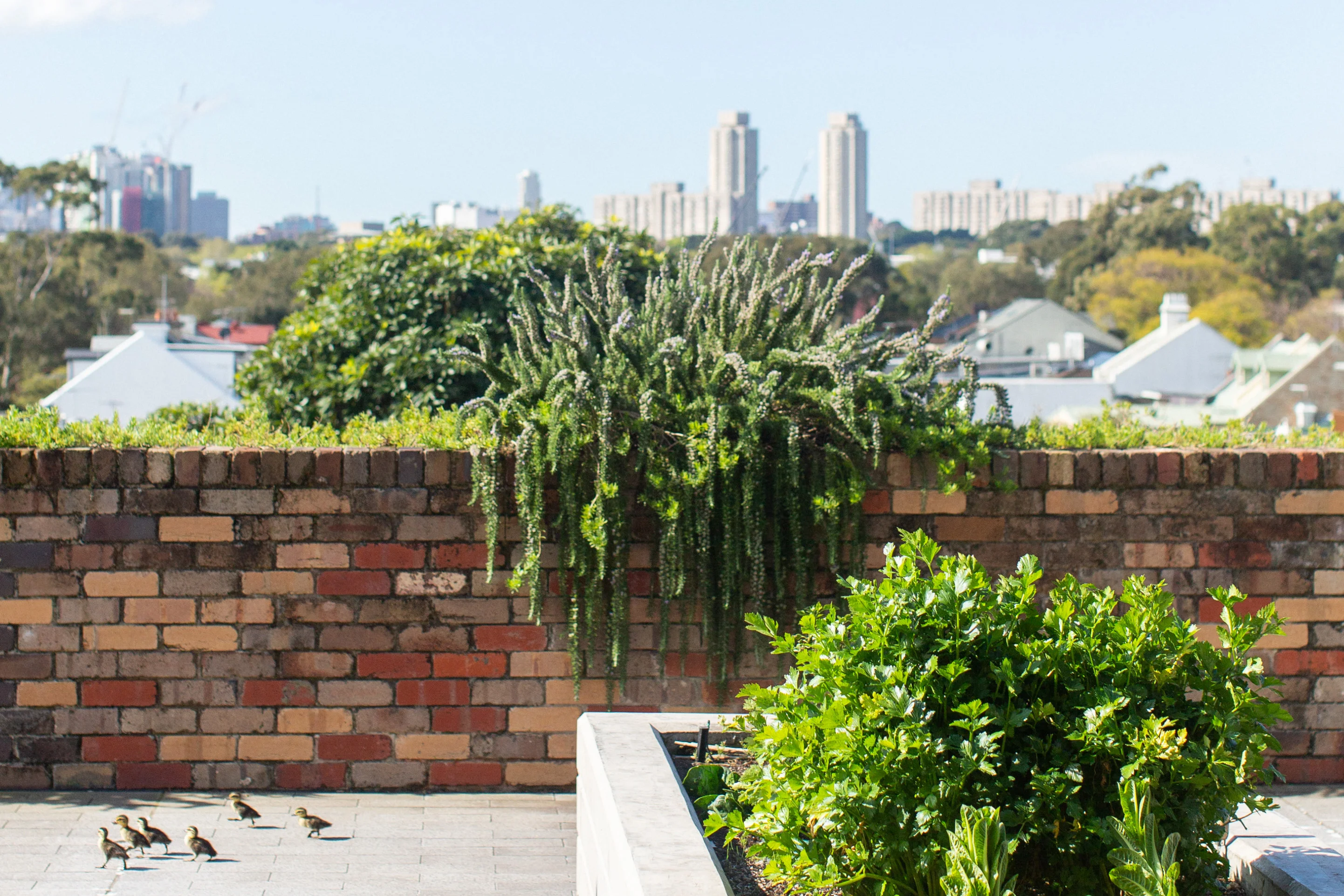 A photograph of a rooftop terrace, mounds of plants are visible, ducklings run across the frame. Rooftops and tall apartment buildings are in view.
