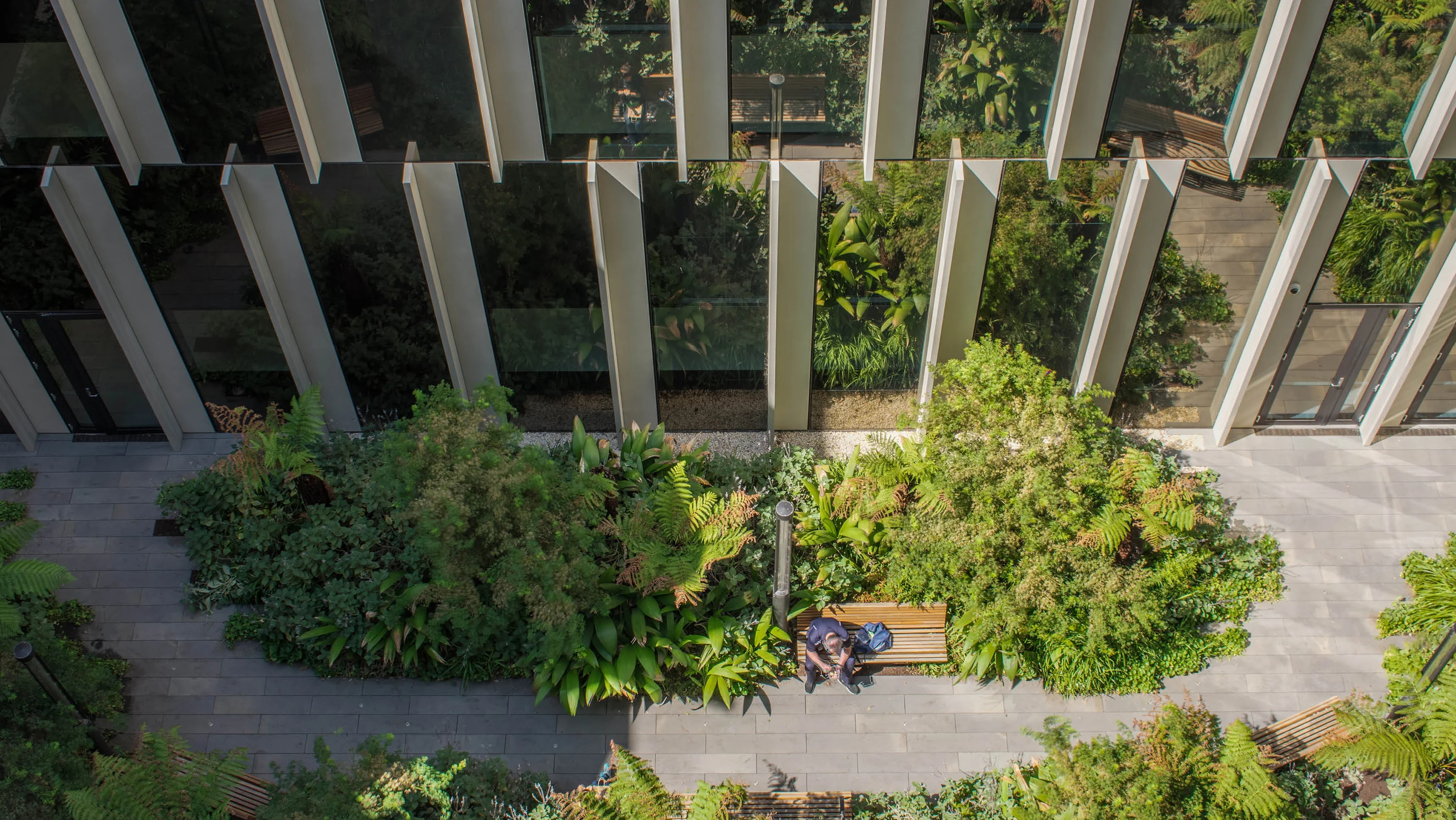 A photograph of a person sitting in a partially sunny courtyard filled with tree ferns and other plants.