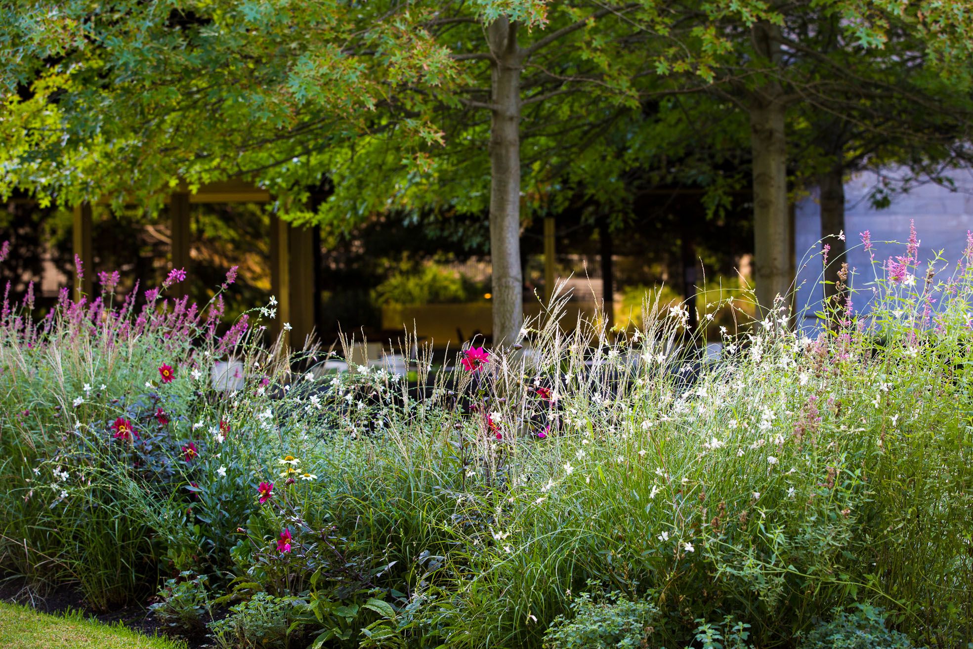 A photograph of a flowering meadow-style garden, trees and a building can be seen in the background. 