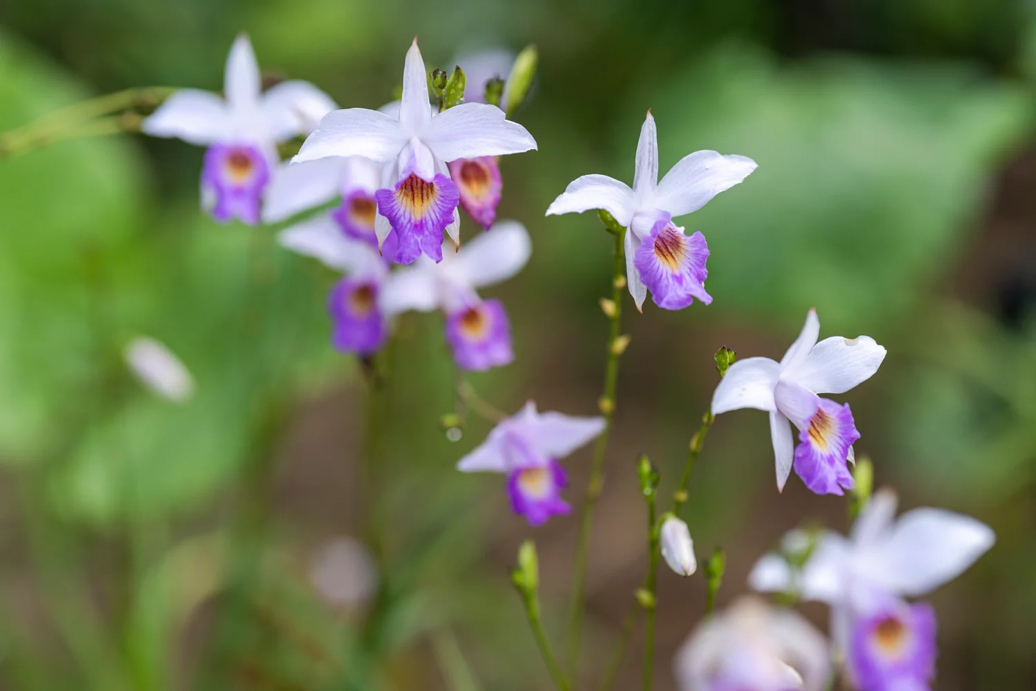 A photo of purple and white flowers with a lush, green, out of focus, background.