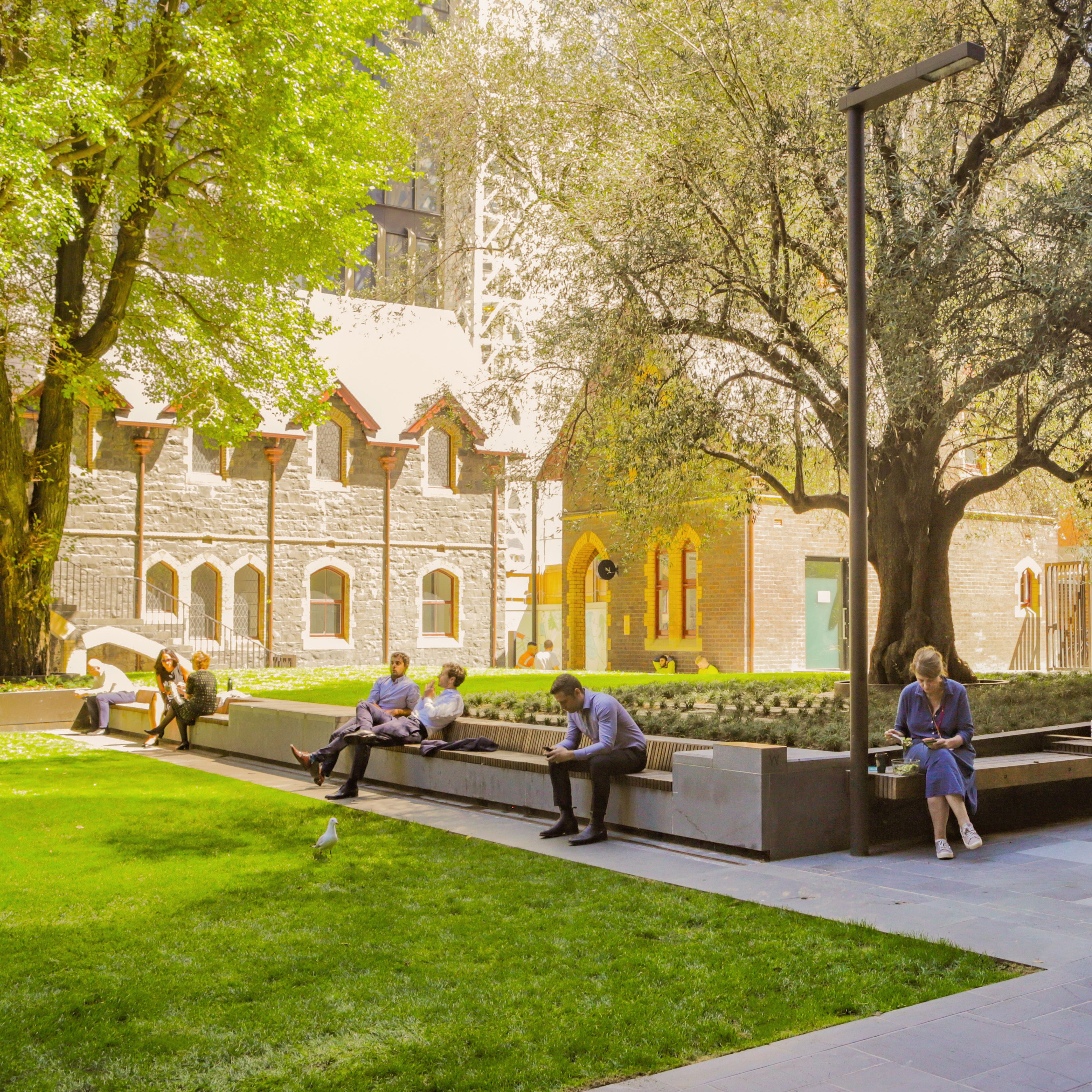 A photograph of an urban park. There are small groups and individuals sitting on bench seating that surrounds a large olive tree. There is grass in the foreground and heritage buildings in the background.