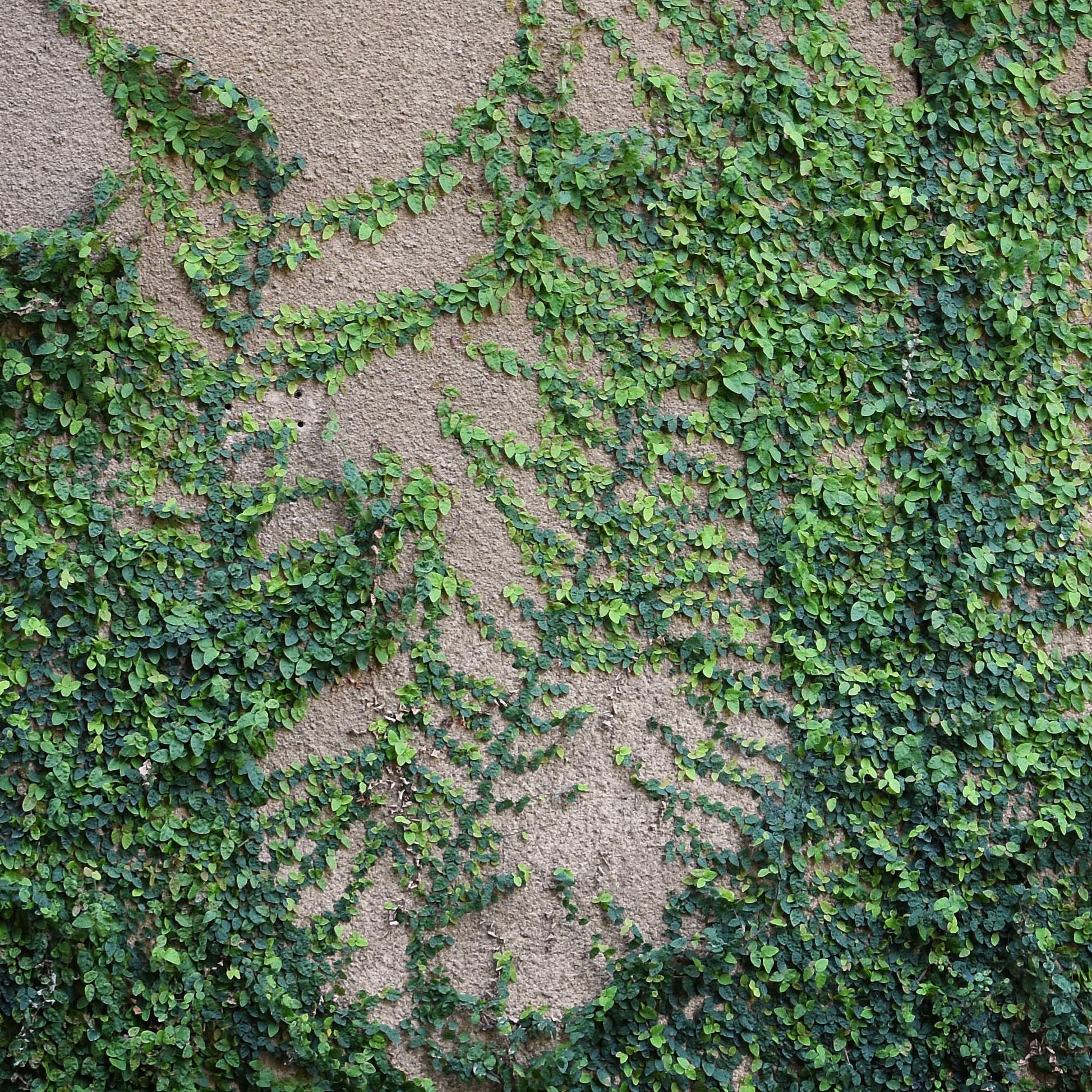A photograph of a vine with small green leaves climbing up a wall. 