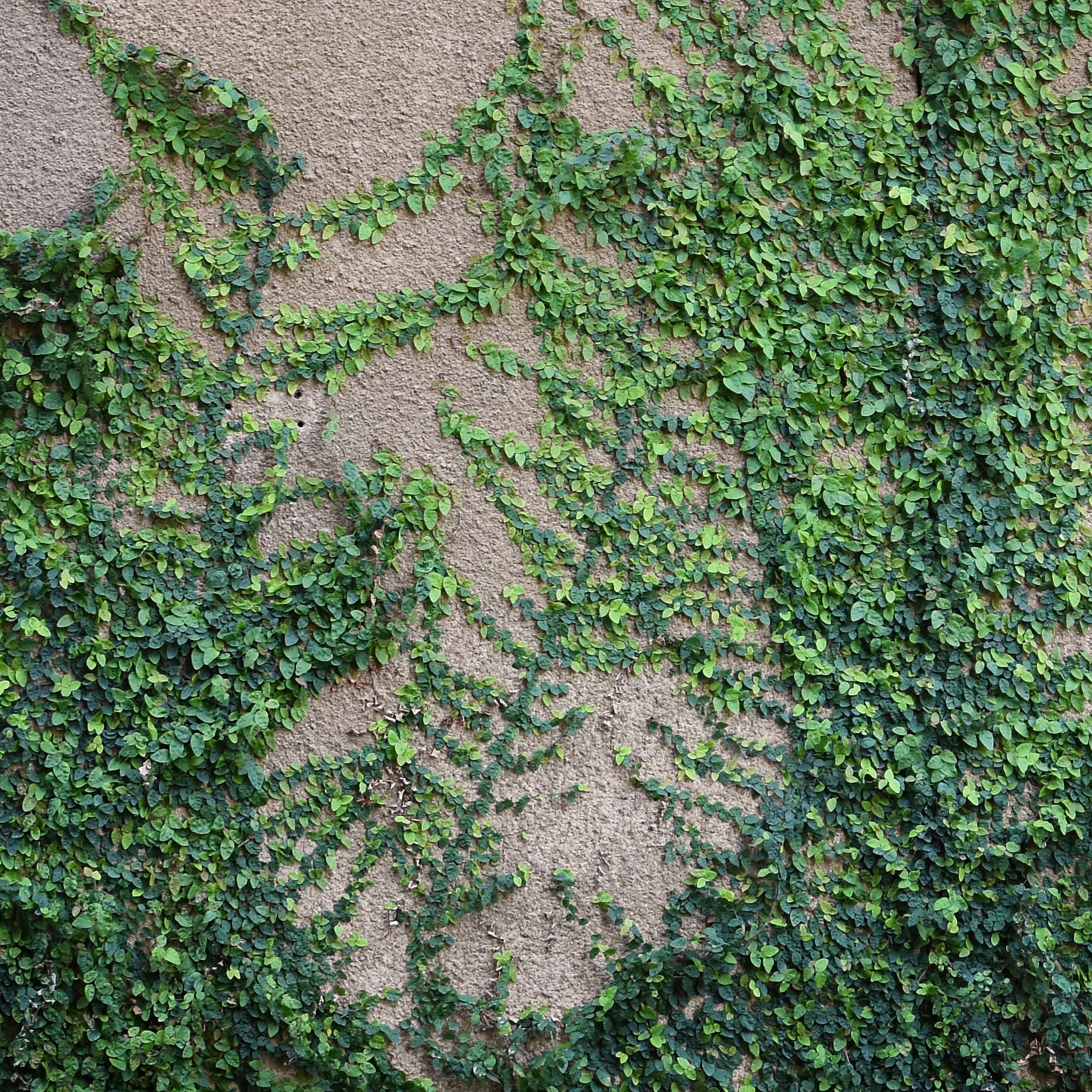 A photograph of a vine with small green leaves climbing up a wall.
