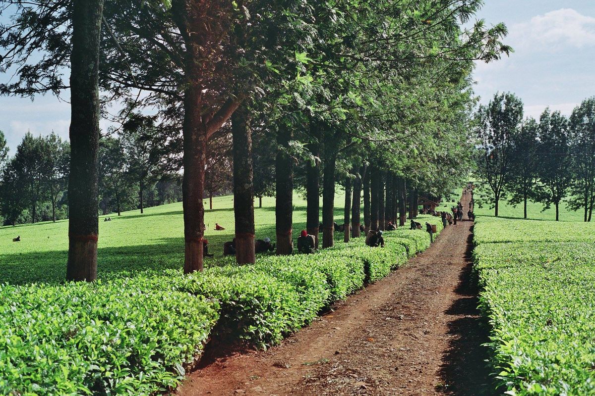 Tea Farm