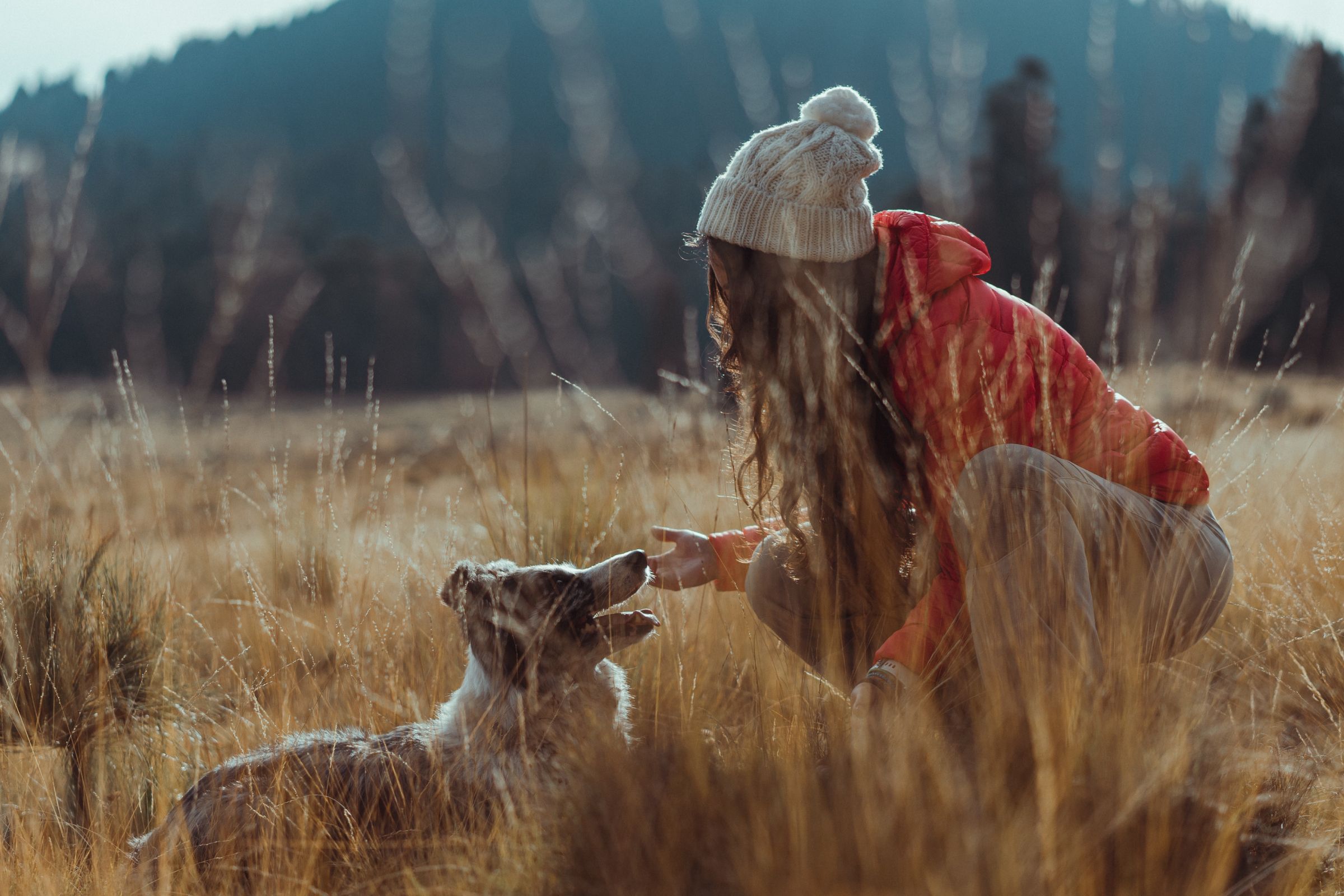 Is agave best sale poisonous to dogs