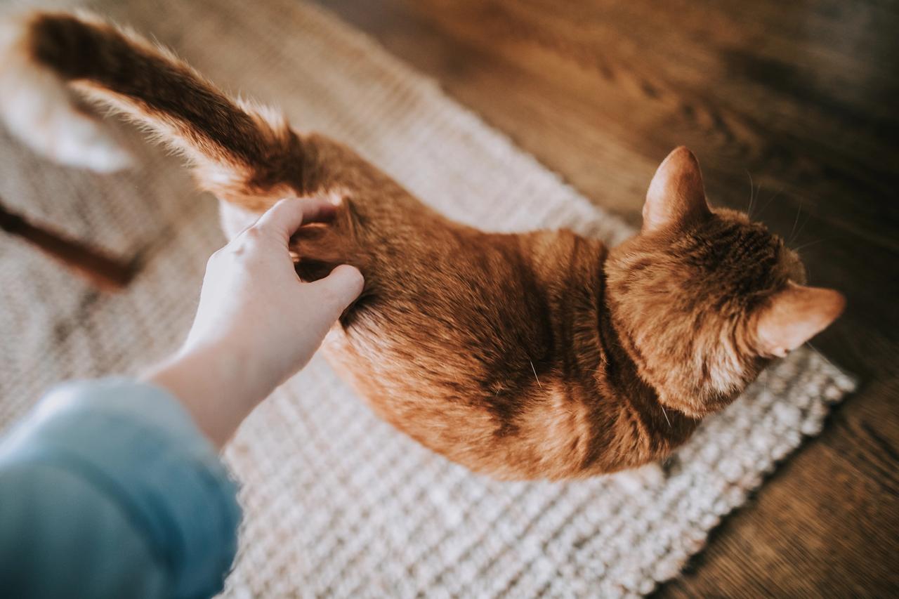 Orange cat being pet by owner