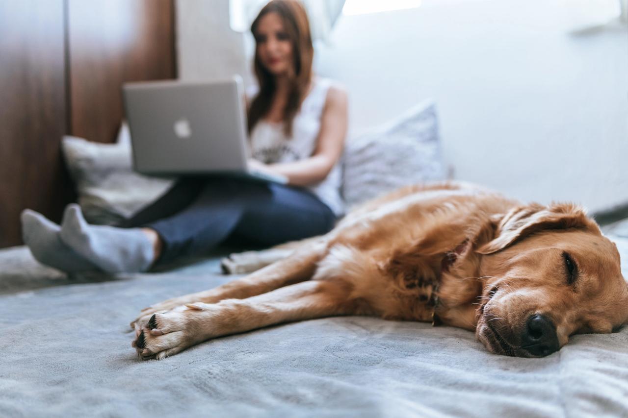 Woman on bed with laptop and sleeping dog
