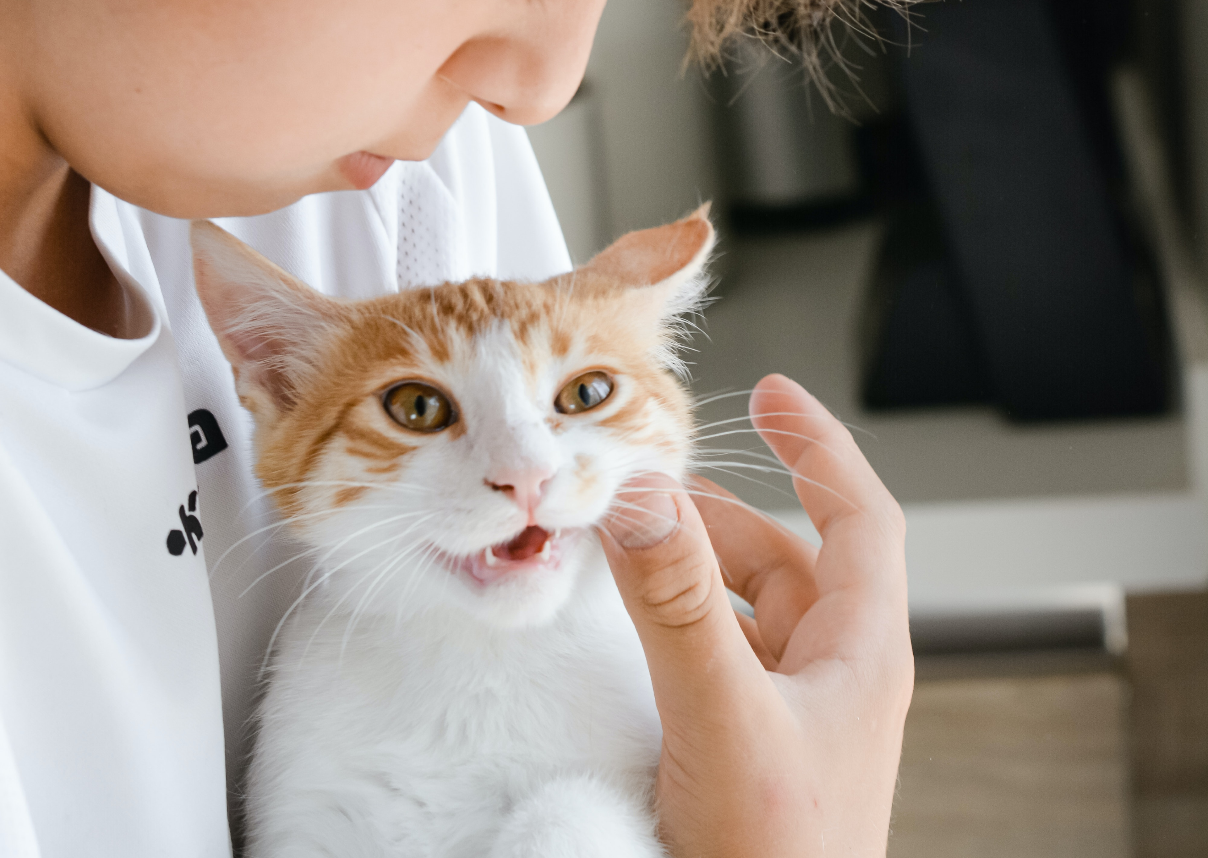 Veterinarian costs for cats an overview   Getsafe Blog