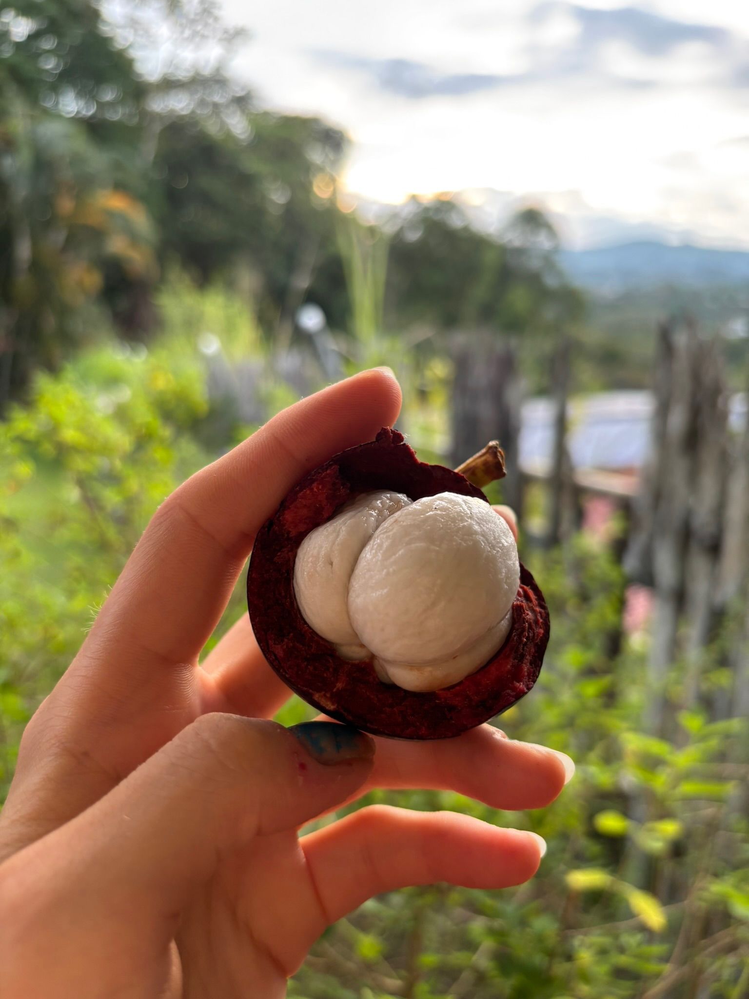 A hand holds a peeled mangosteen fruit, revealing its white segments, against a blurry natural background.