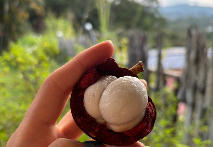 A hand holds a peeled mangosteen fruit, revealing its white segments, against a blurry natural background.