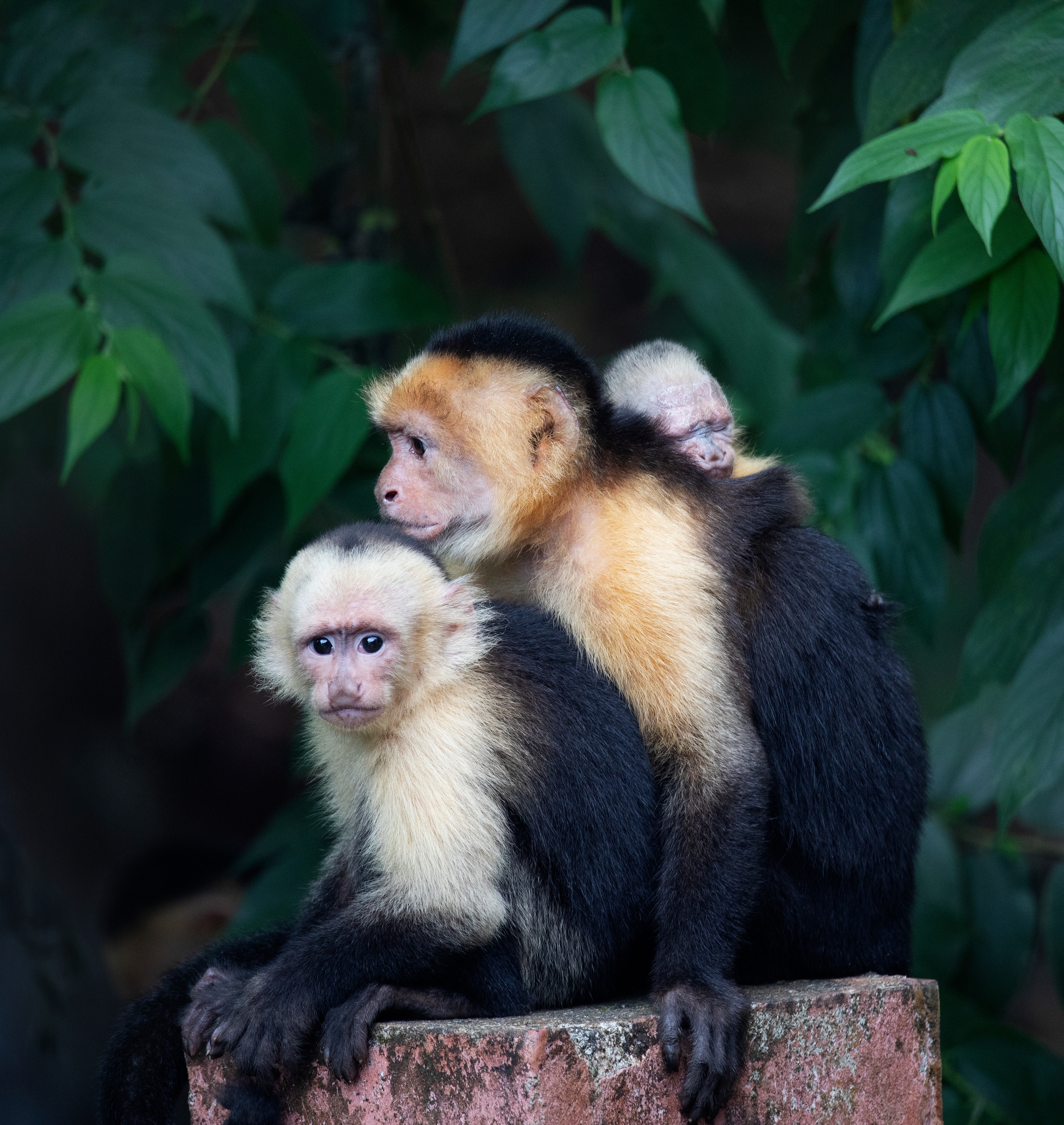 two monkeys are sitting next to each other on a rock .