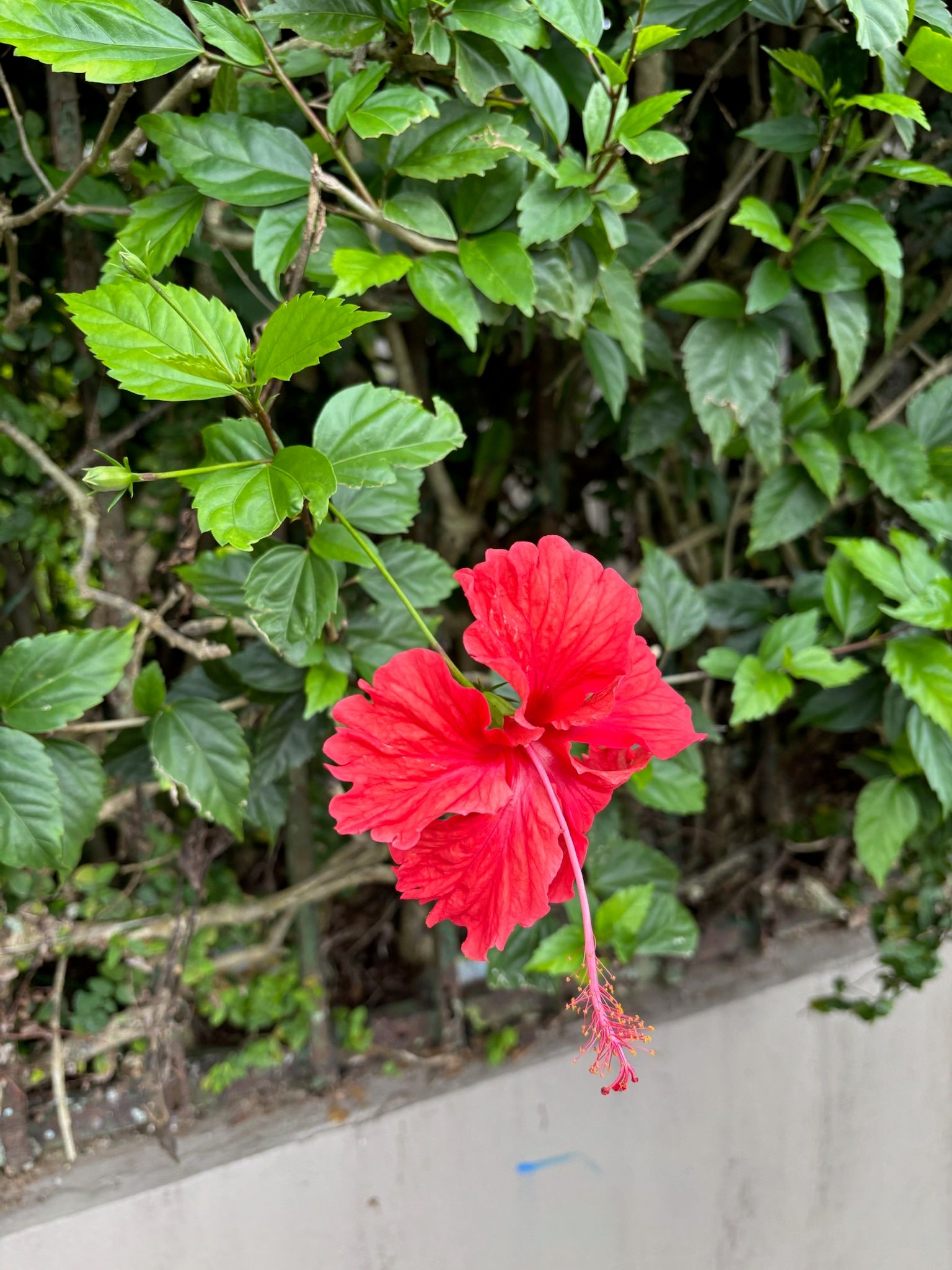 Red hibiscus flower with green leaves and a light-colored wall.