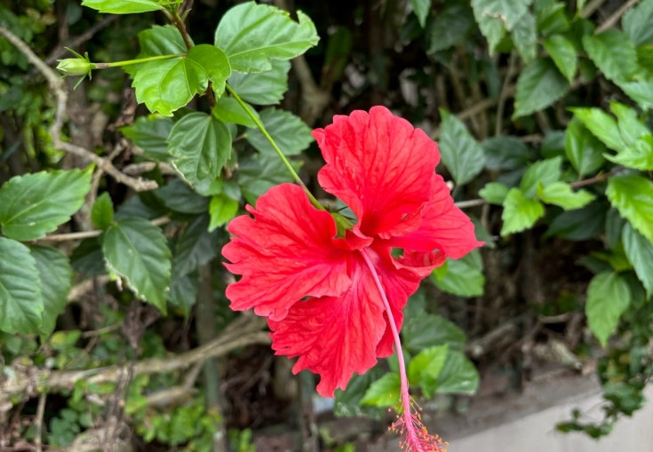 Red hibiscus flower with green leaves and a light-colored wall.