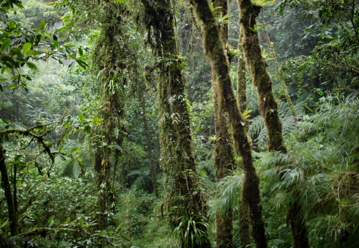 Monteverde regnskog