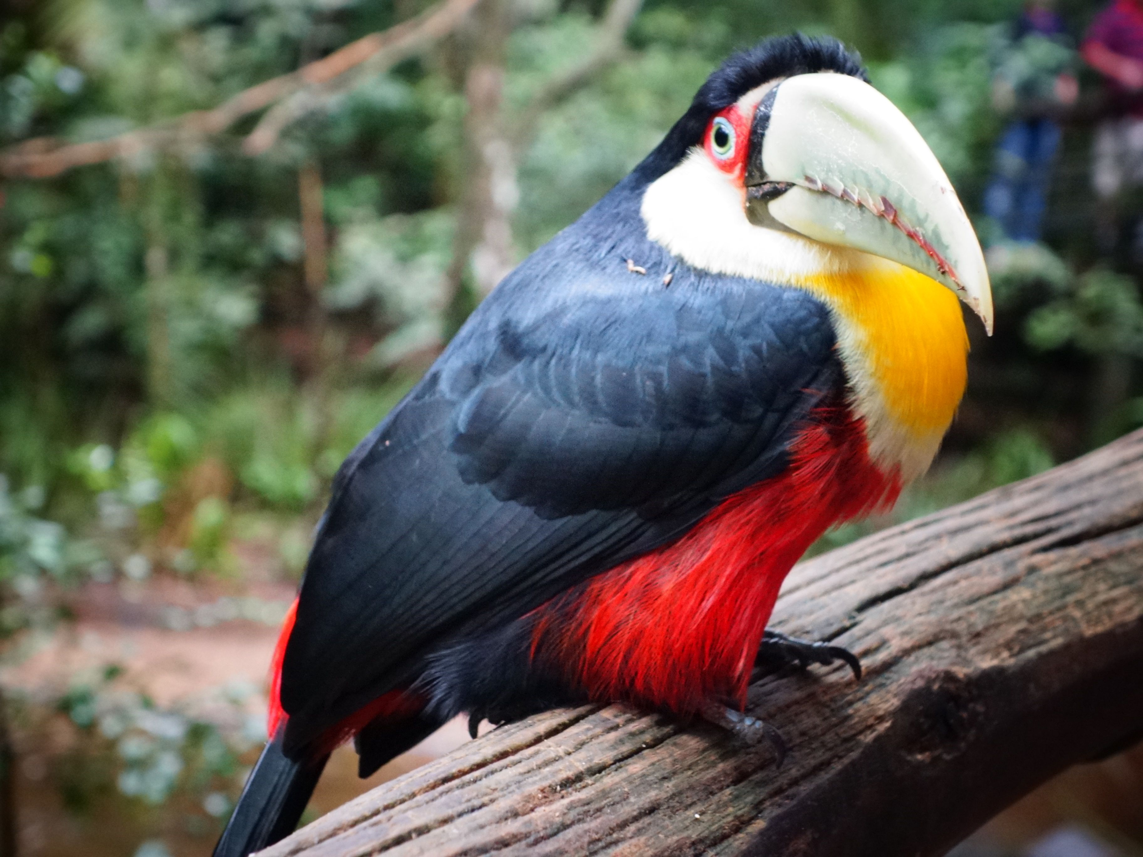 en fargerik tukan som sitter på en trekvist.