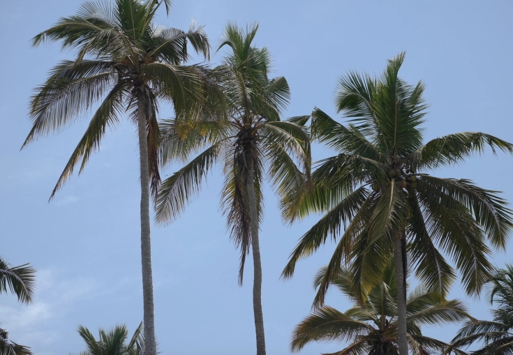a group of palm trees against a blue sky .