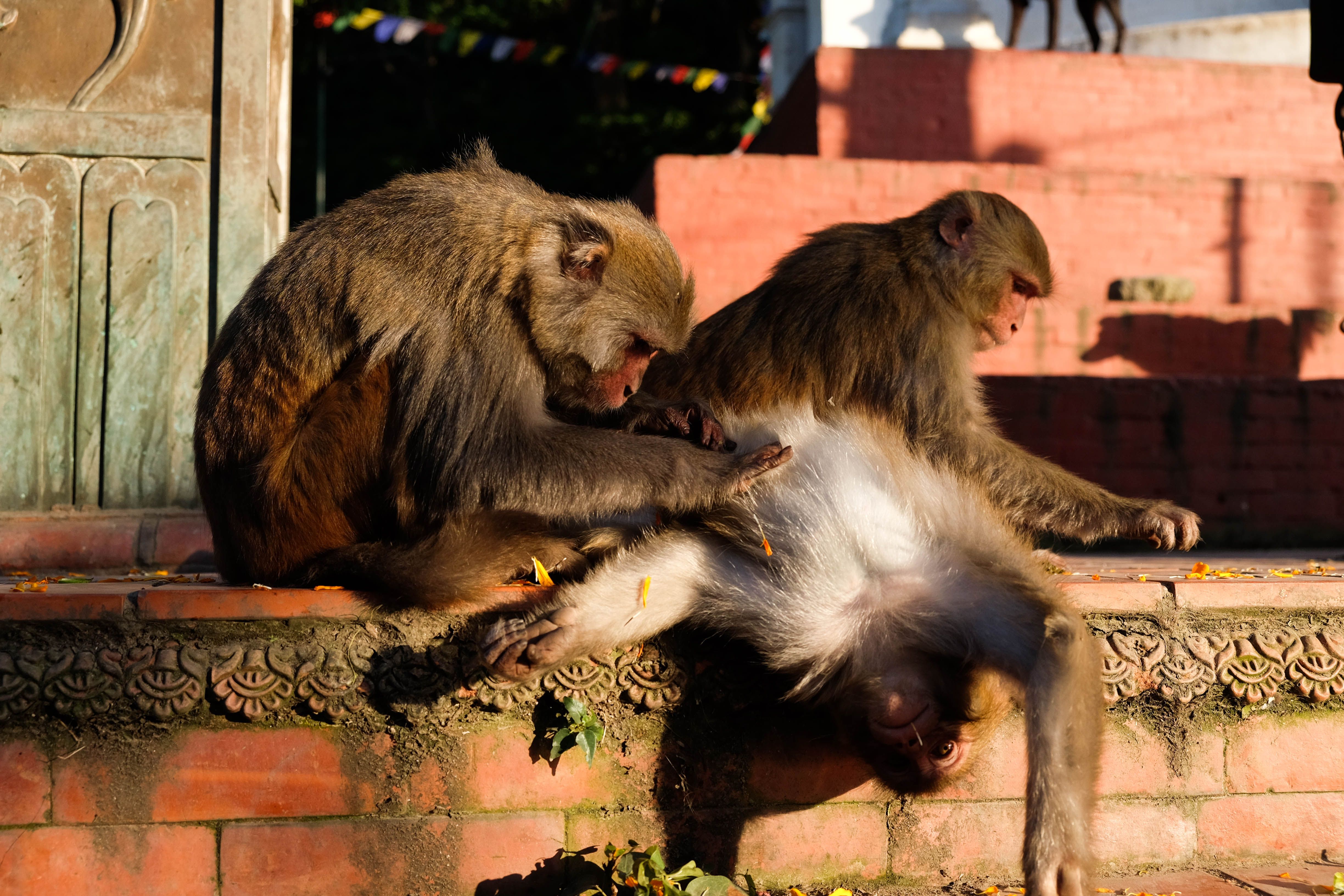 two monkeys are playing with each other on a brick wall .