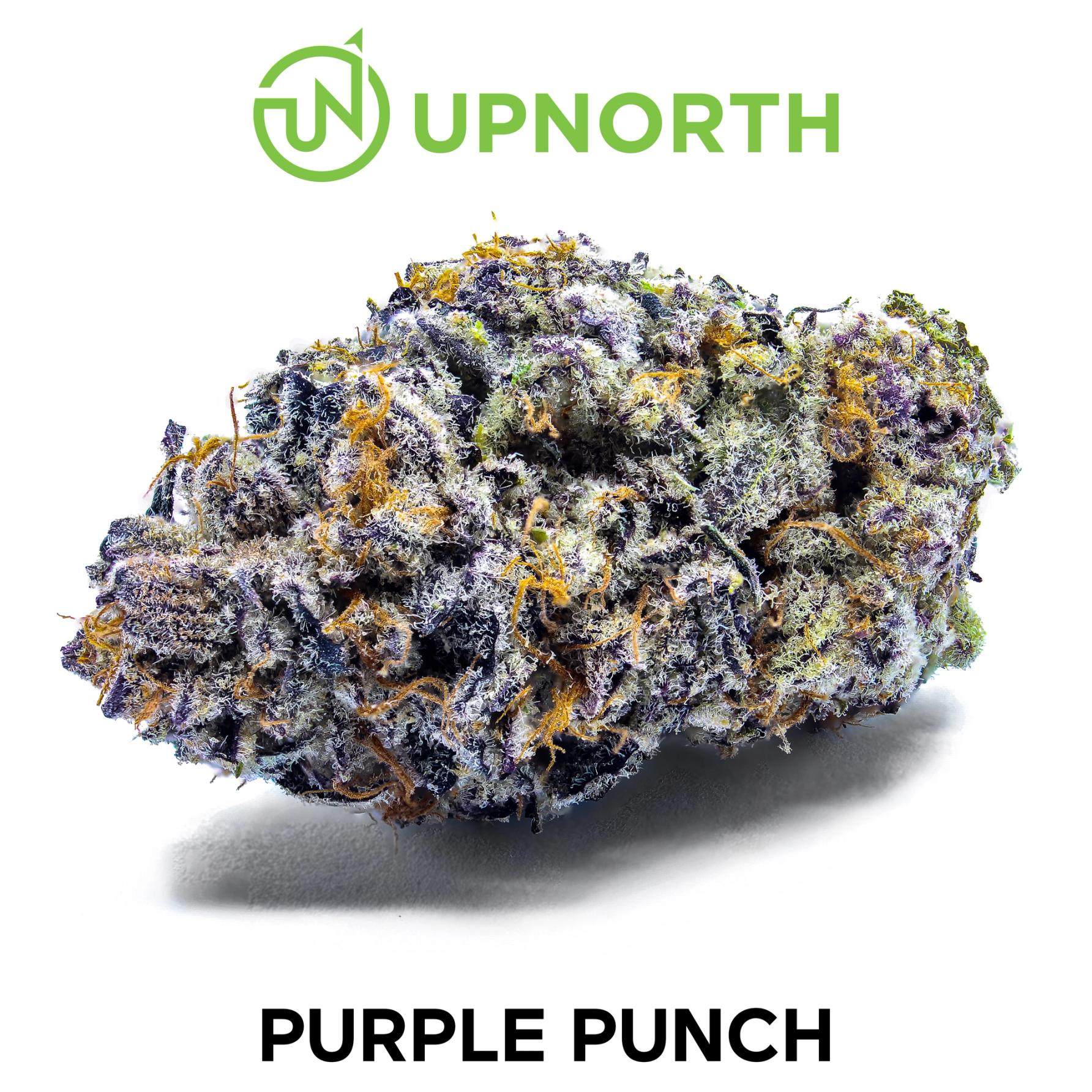 Purple Punch Cannabis Strain WhiteBG