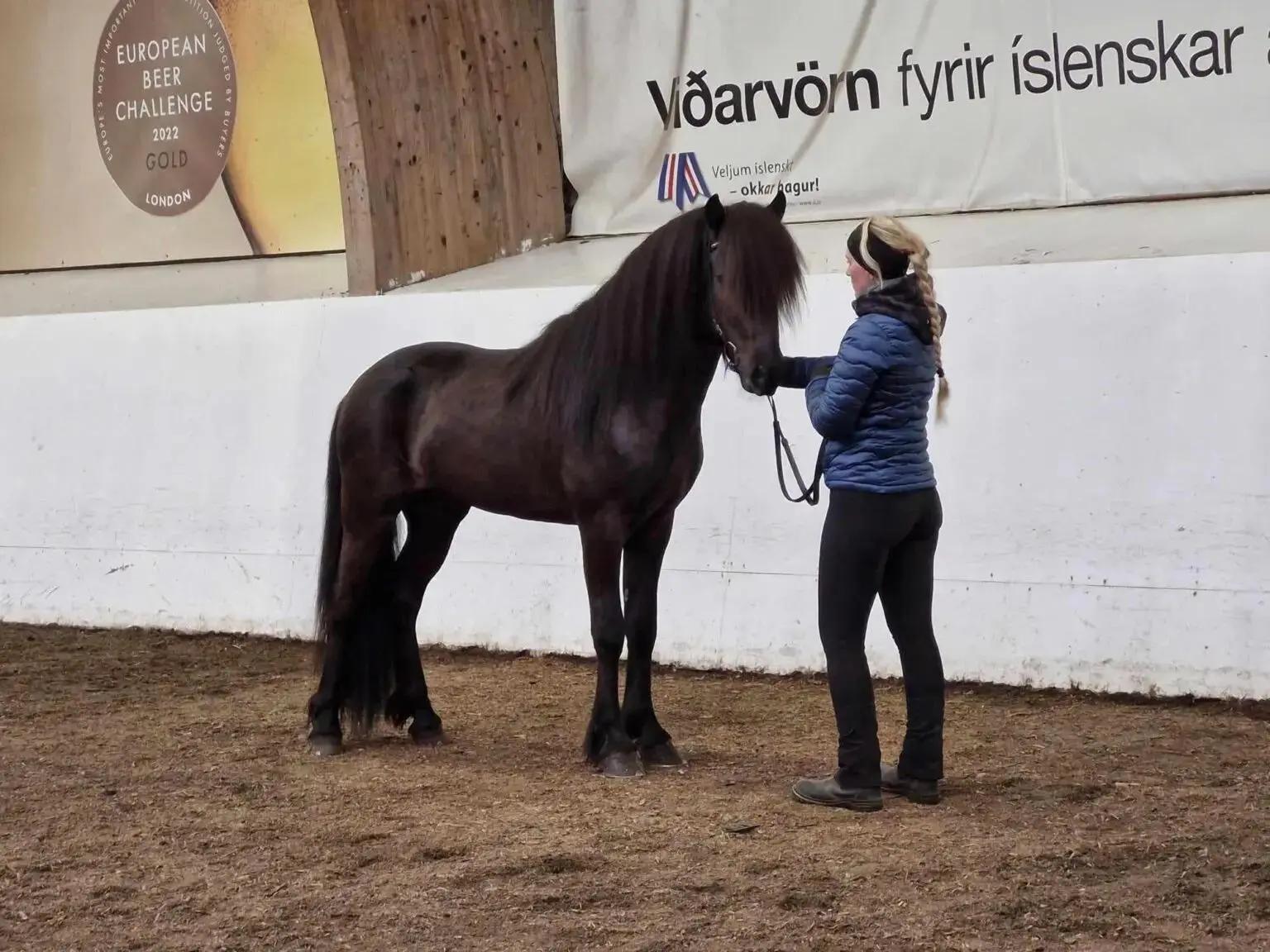 Top 5 Four-Year-Old Stallions of 2024: Excellence in Breeding