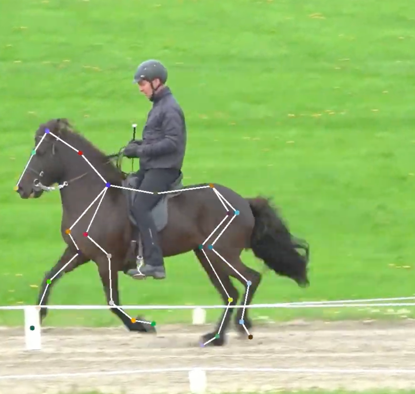 Revolutionizing Icelandic Horse Training with Alendis SmartHorse