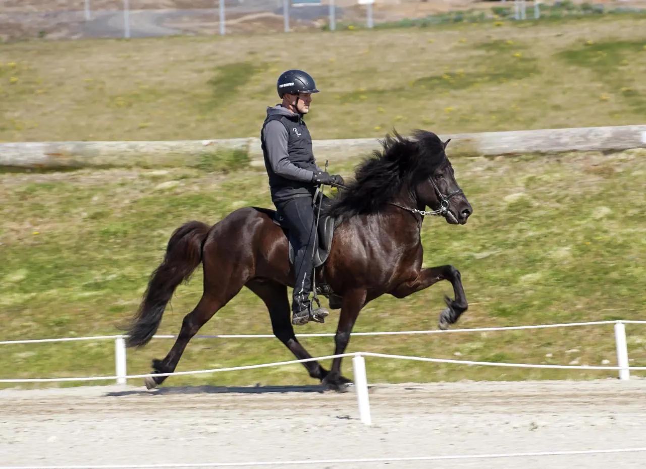 A Record Year in Breeding Shows: 39 Riders Presented 10 or More Horses