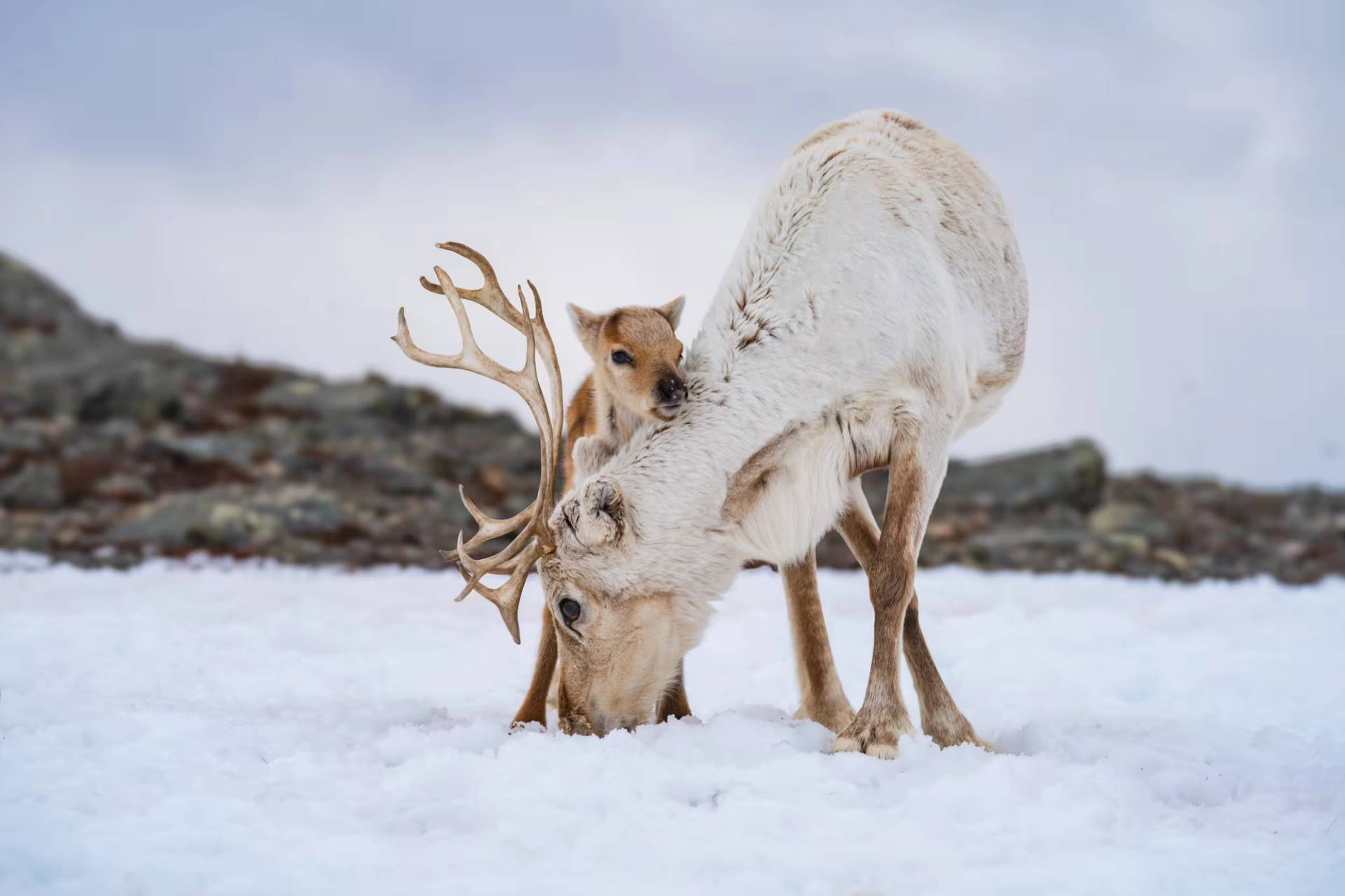 Where the Herd Leads – Spring Migration in the Arctic Mountains – 2