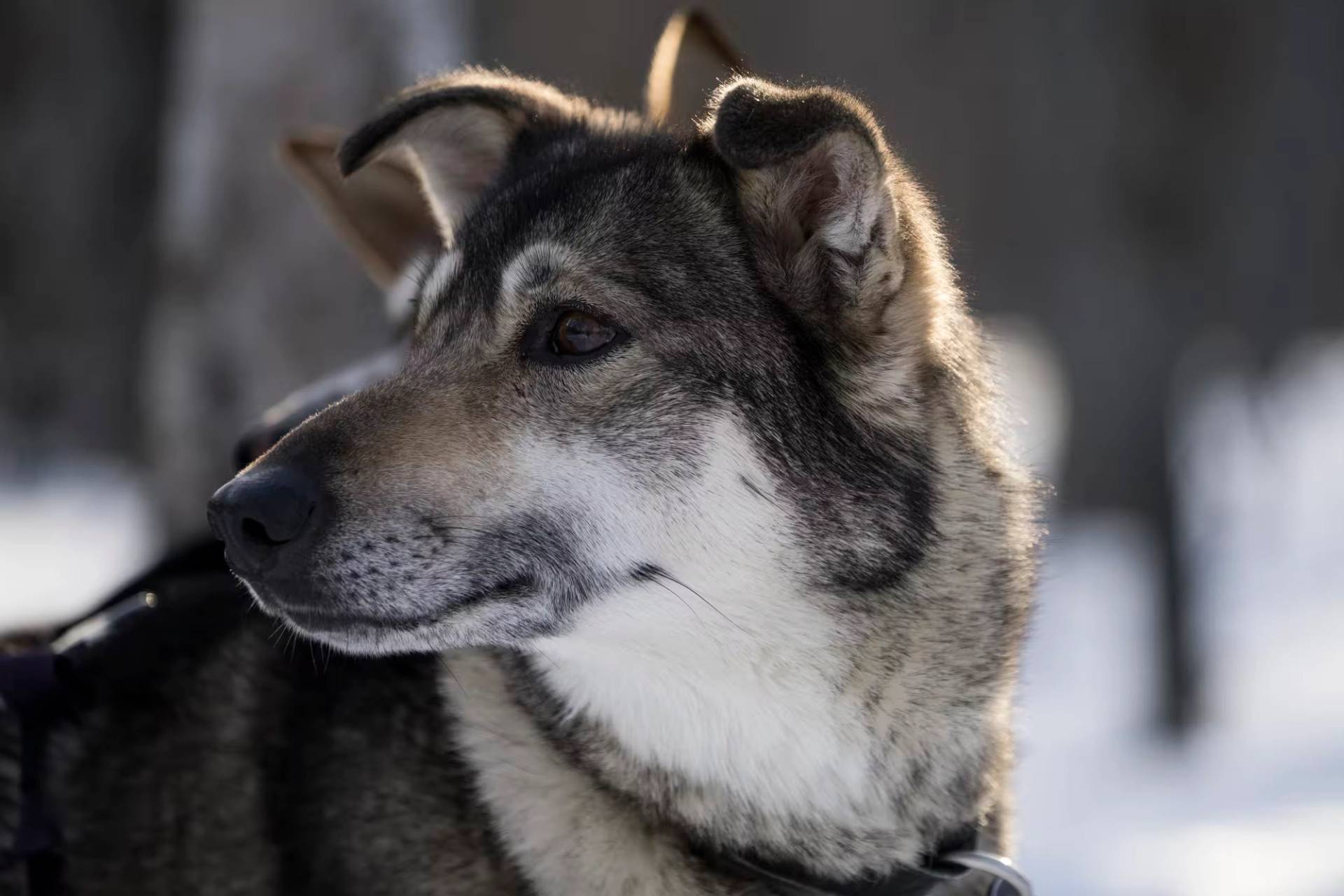 Aurora Husky Visit – 2