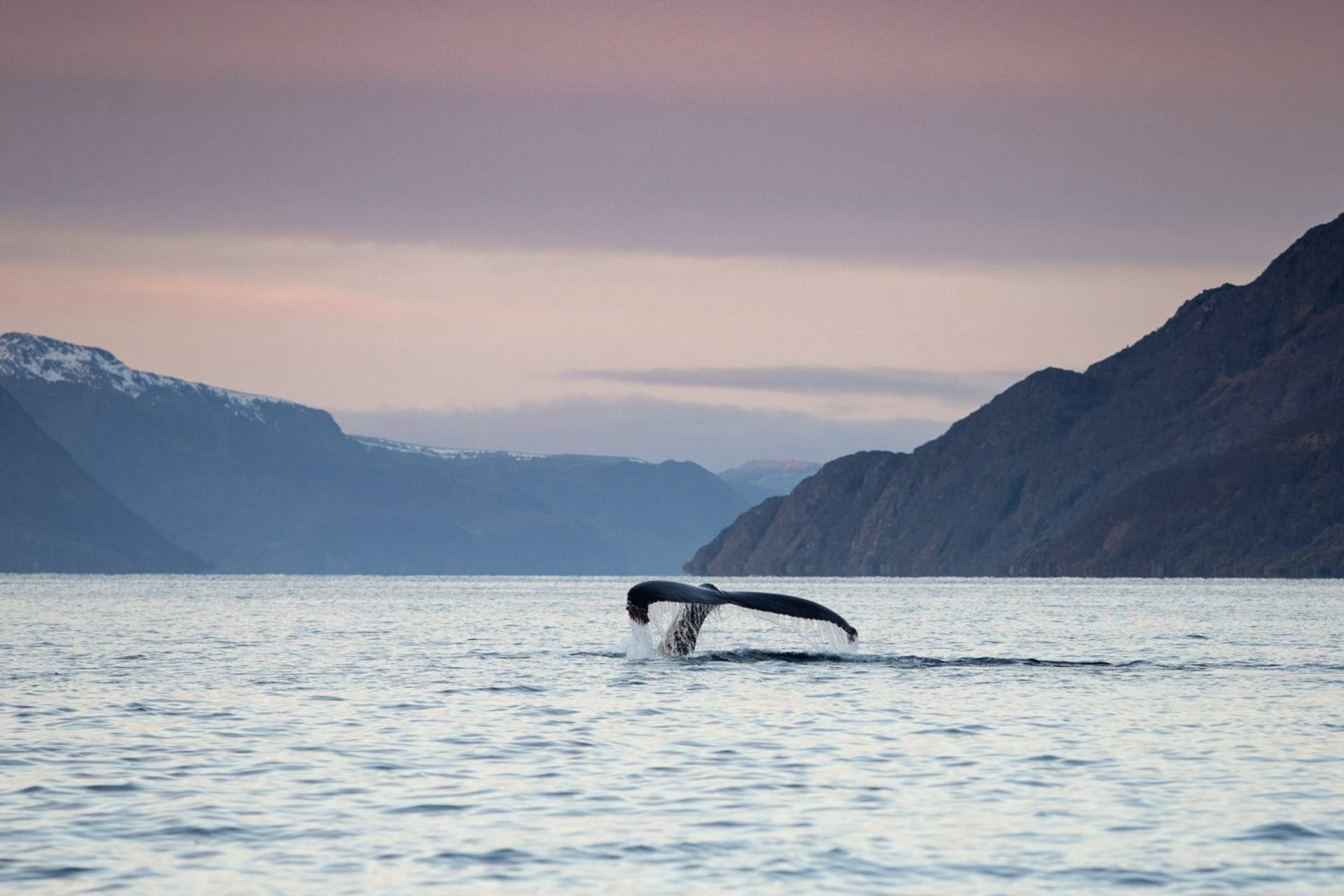 RIB Fjord & Whale Adventure – 2