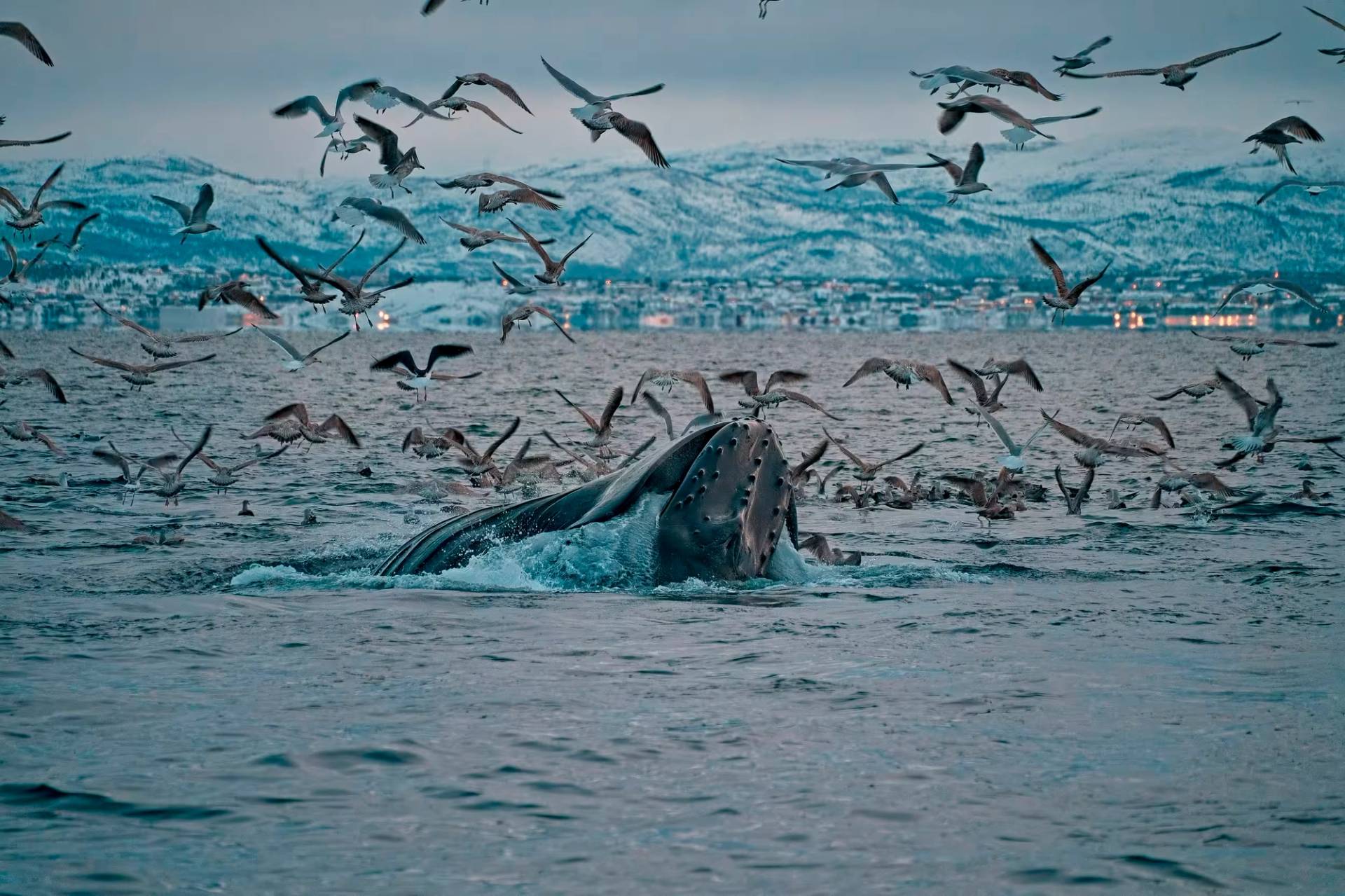 Experience Wildlife Up Close!