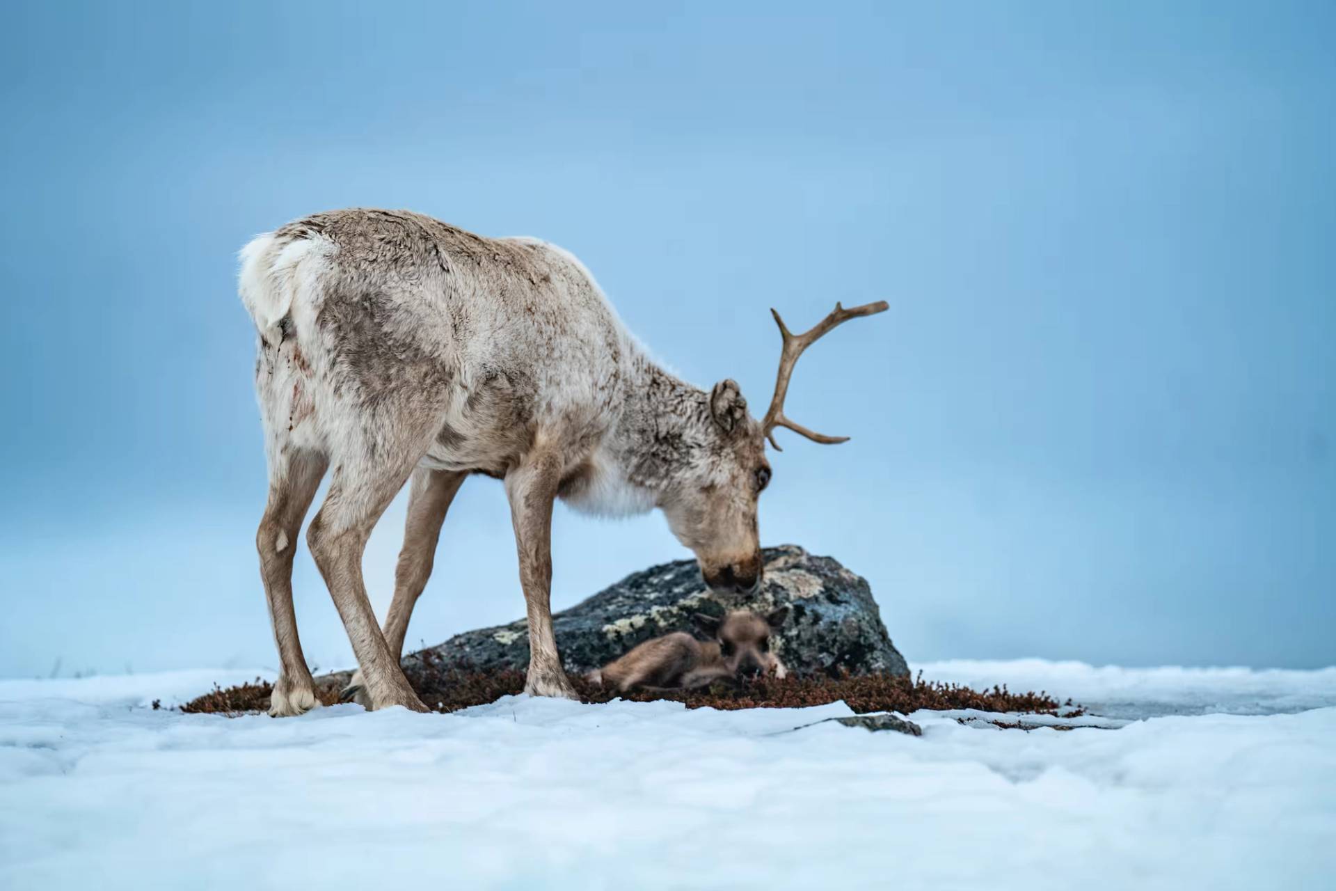 Spring Reindeer Calving Experience – 3