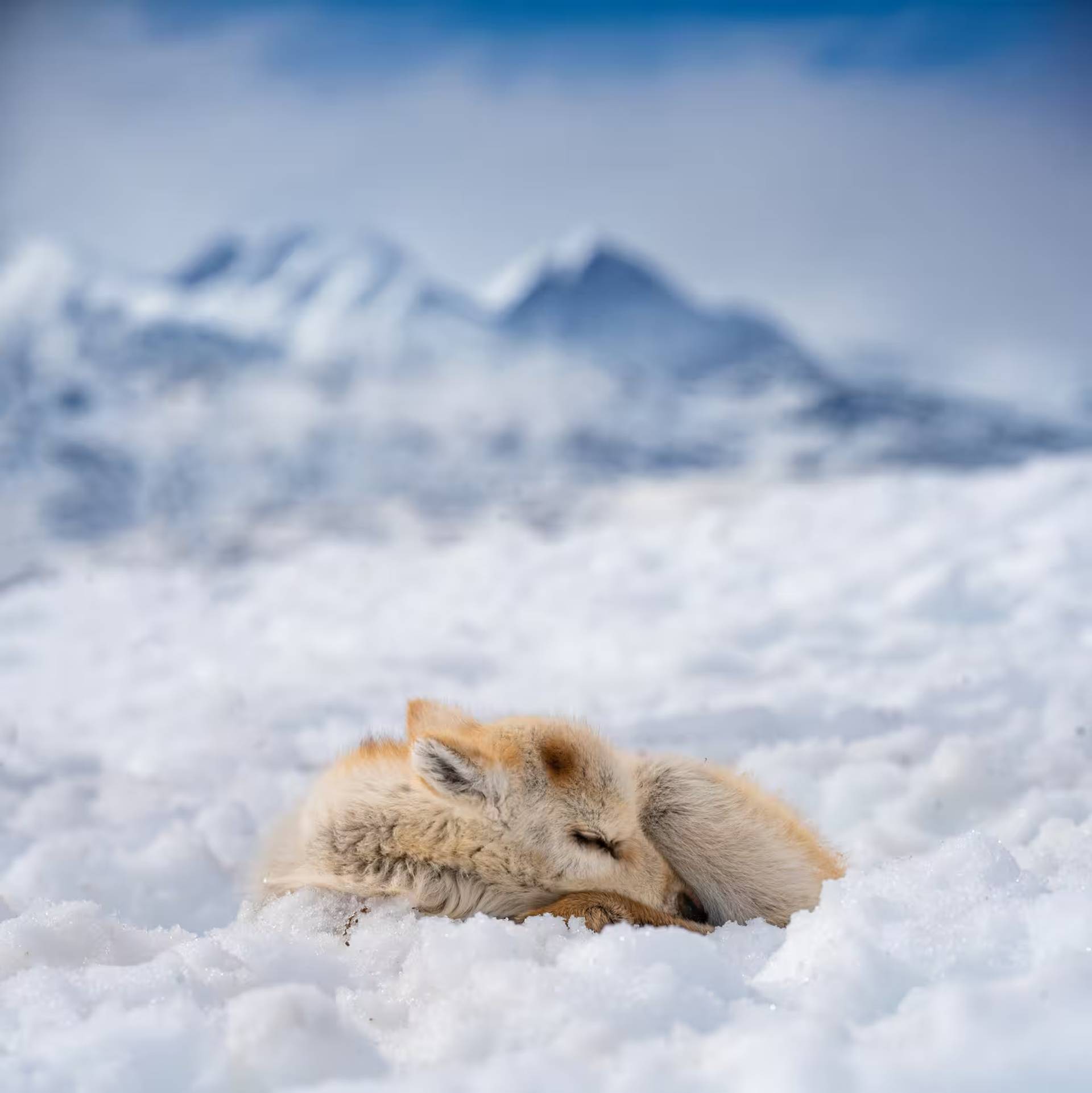 Experience the Rarest Moment in Sámi Life!