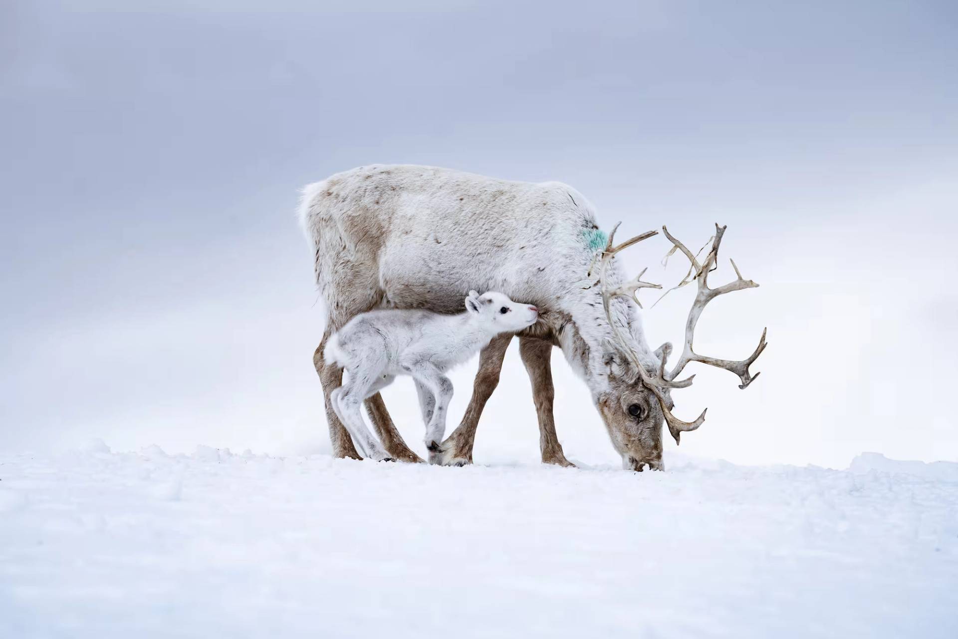 Spring Reindeer Calving Experience