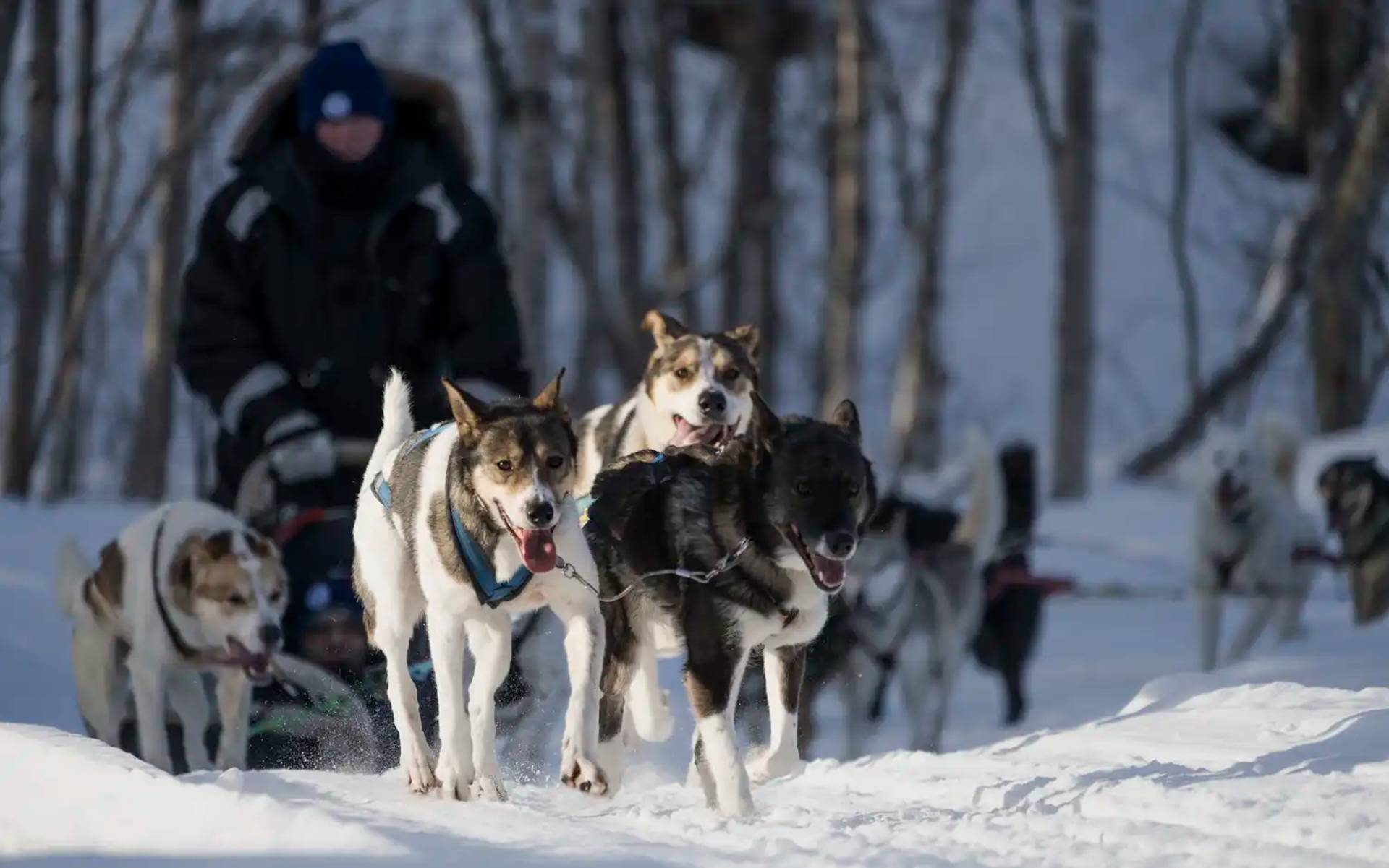 Command Your Pack!