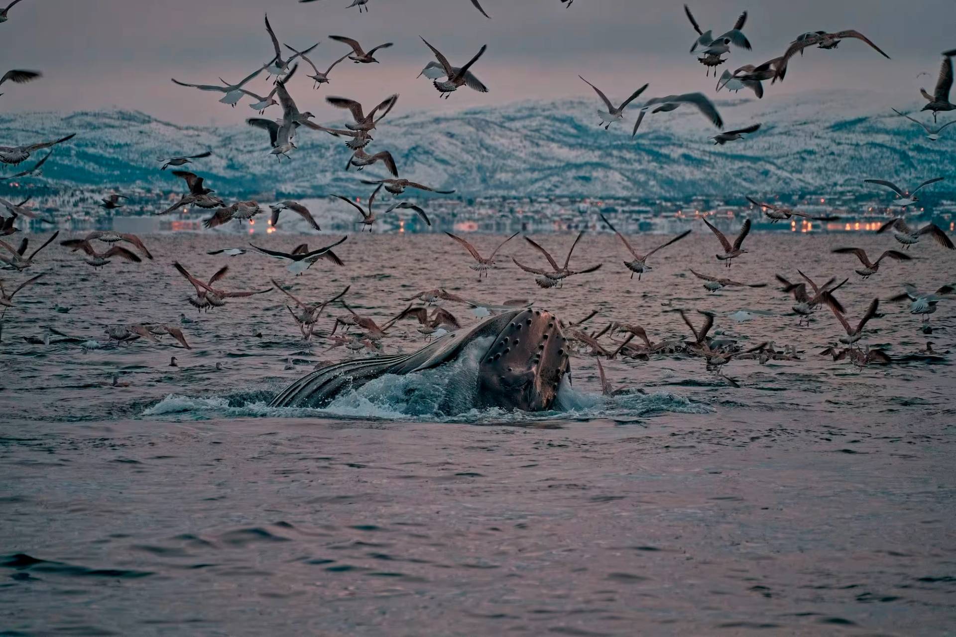 Whale Adventures