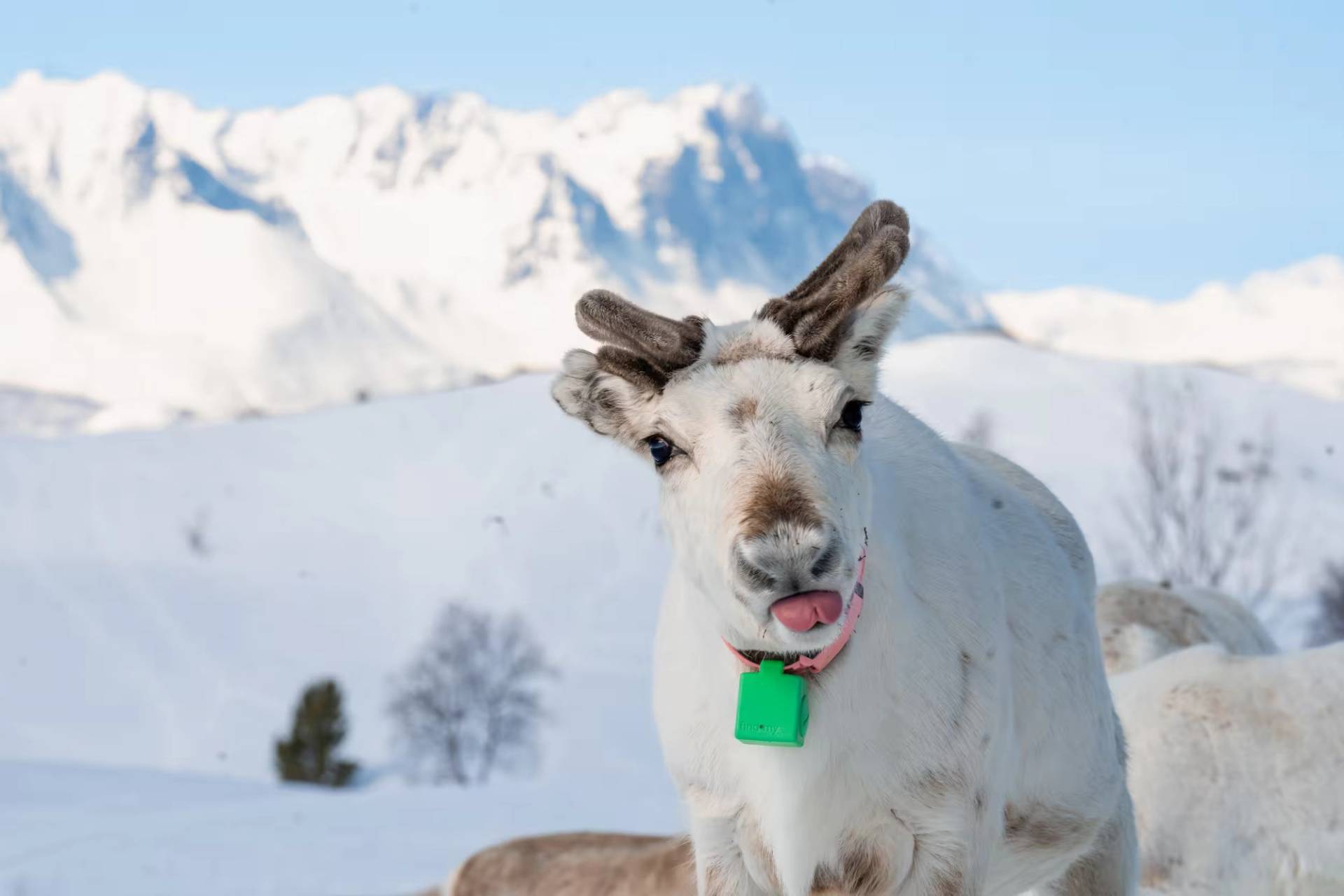 Spring Reindeer Calving Experience – 2
