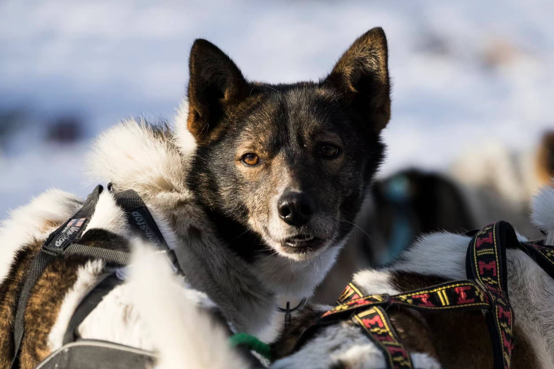 Aurora Husky Visit