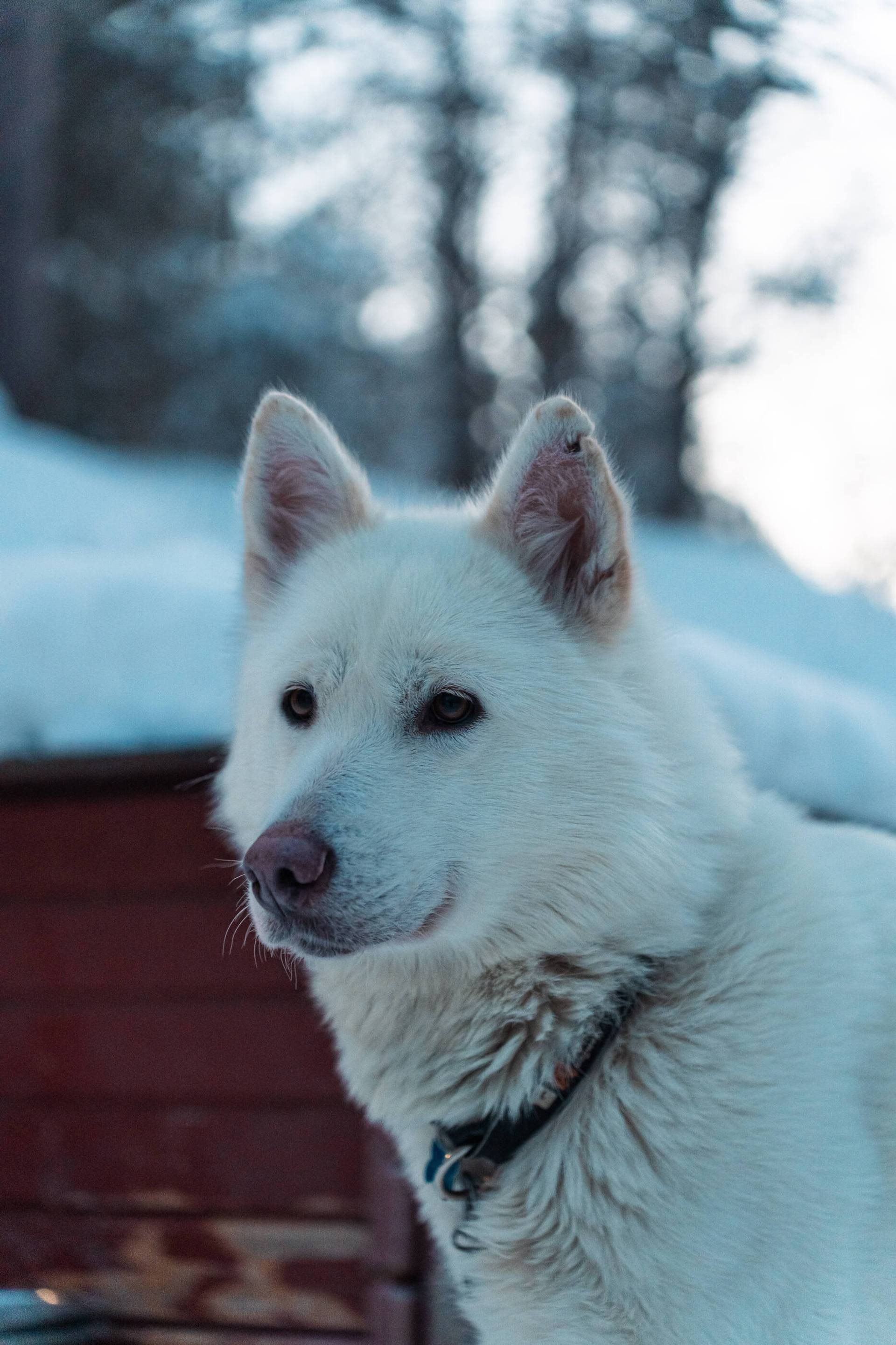 Bond with Huskies!