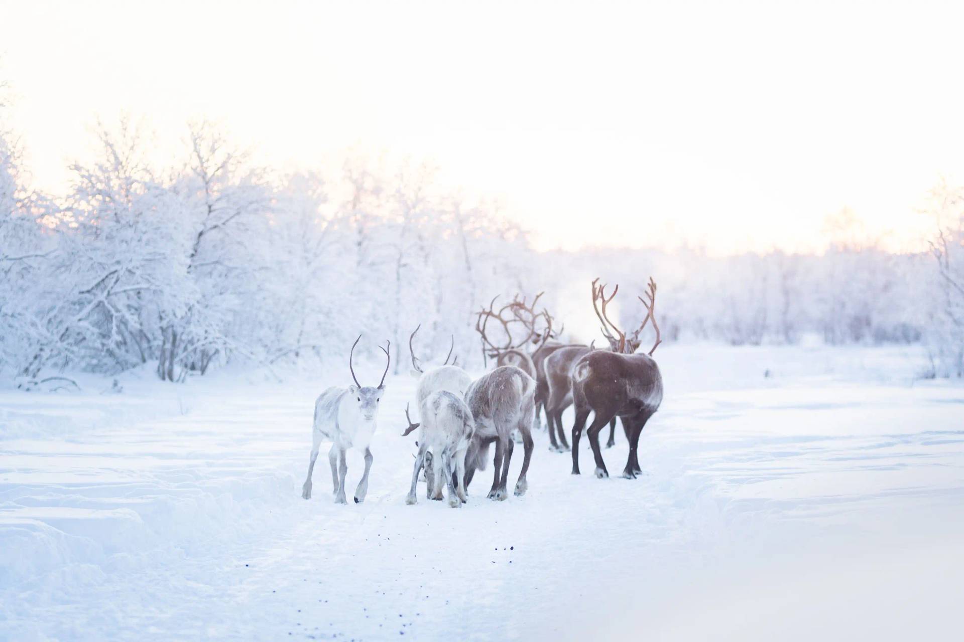 Reindeer and Snowmobile Adventure – 3