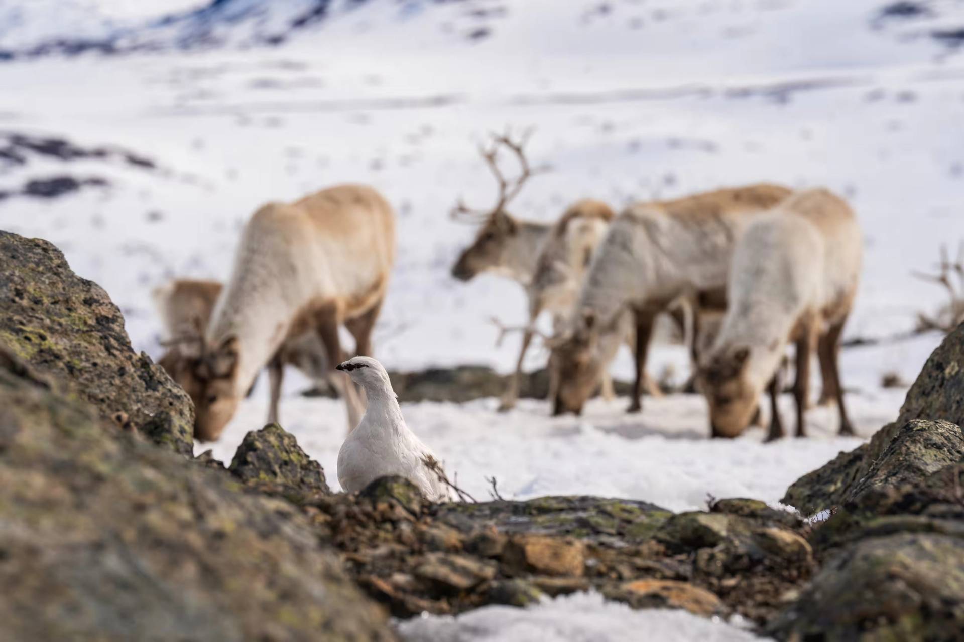 Where the Herd Leads – Spring Migration in the Arctic Mountains – 4